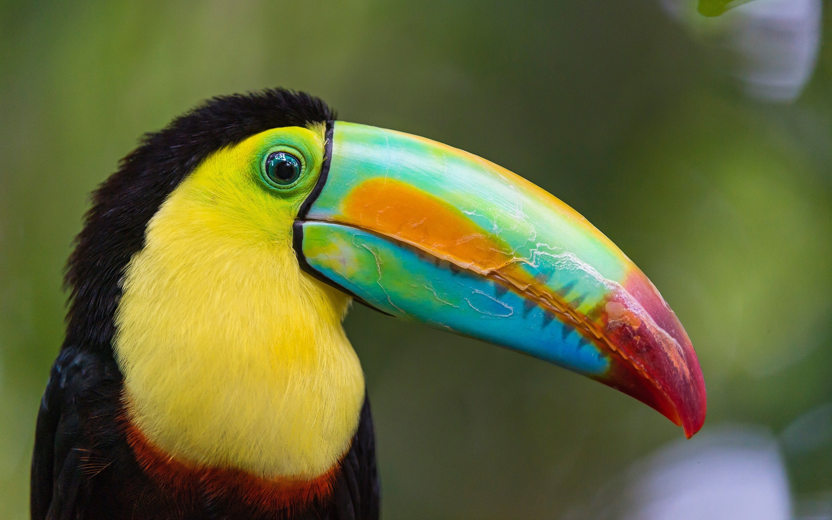 птица с разноцветным клювом