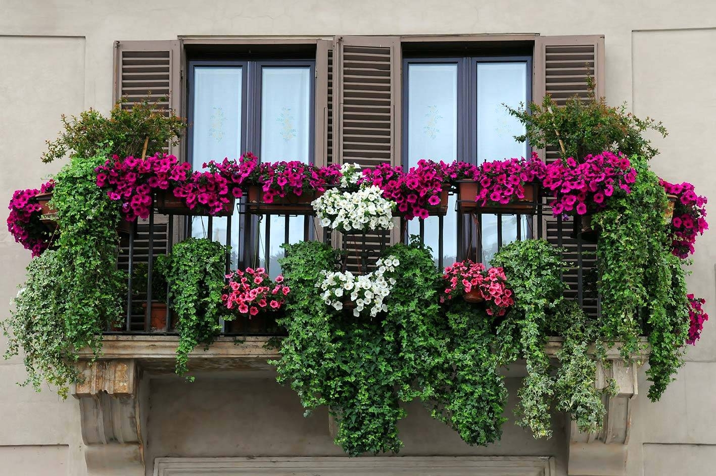 5 лучших цветов для балкона