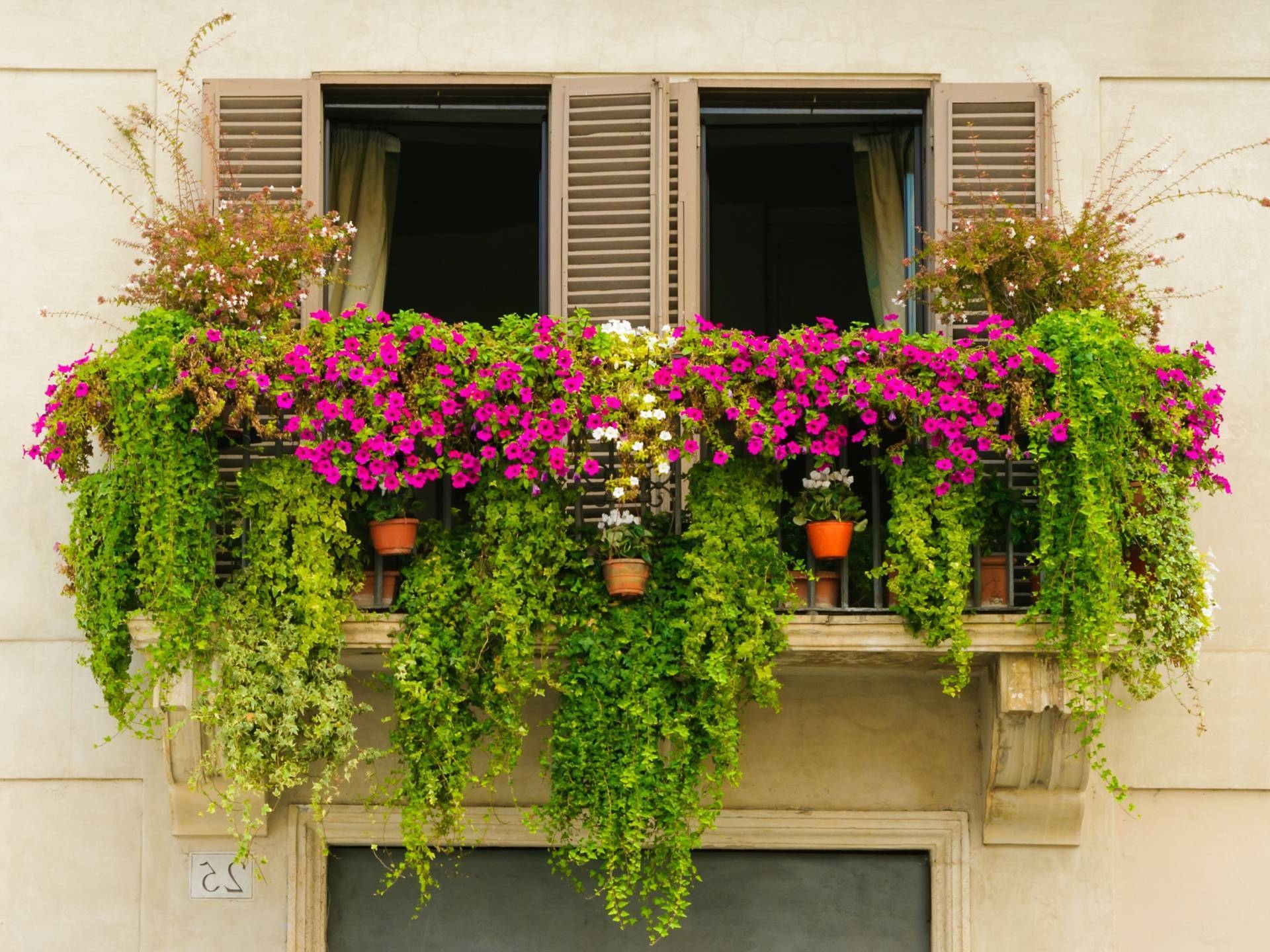 Цветы для балкона, цветущие все лето: 15 видов с фото | демонтаж-самара.рф
