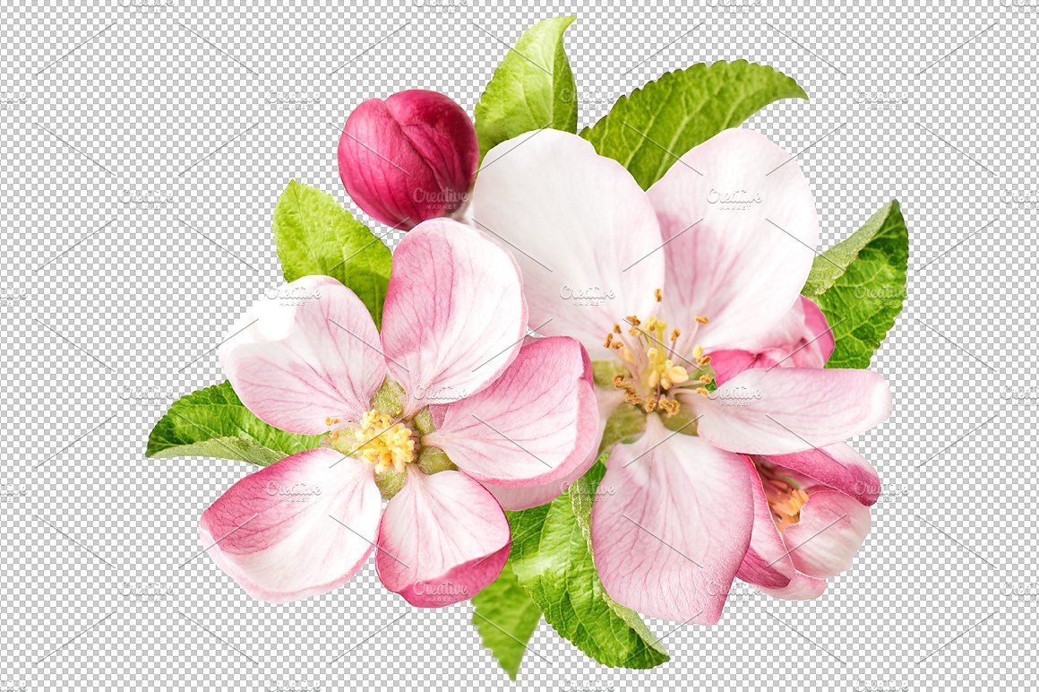 Чашка чая и блюдце с белыми цветами яблони весенний шаблон поздравительной открытки | Премиум Фото