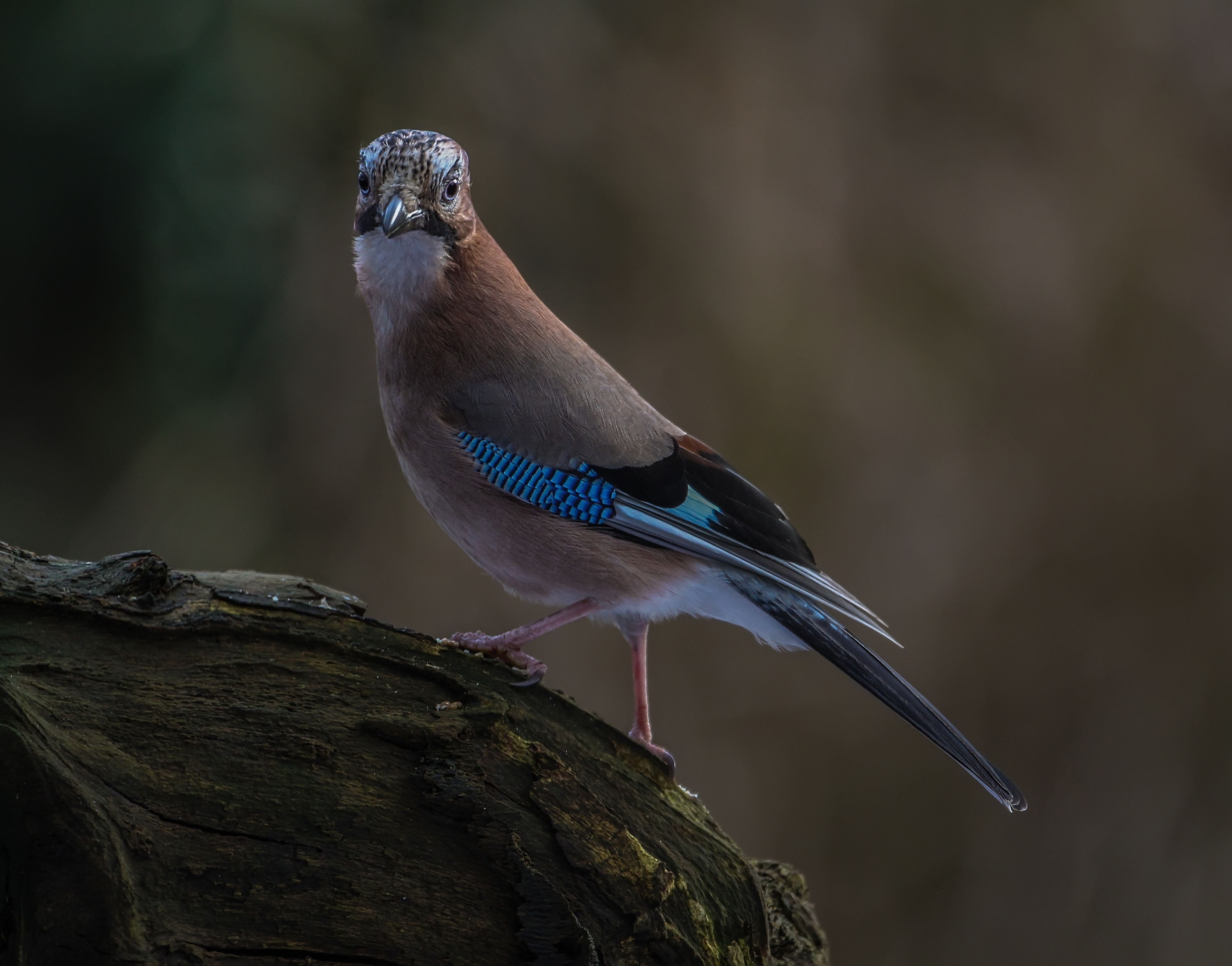 Коричневая птица с синими перьями - 72 фото