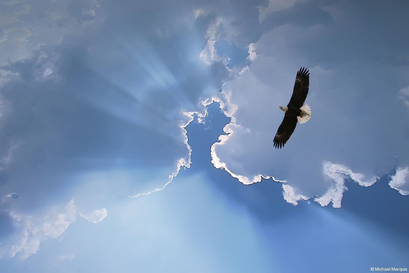Птицей вольной перестань. Орел в небе. Птицы в небе. Парящая птица. Птица парит в небе.