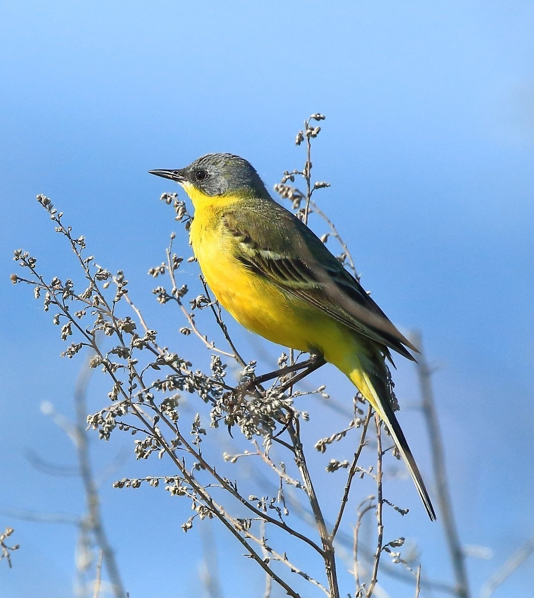 Крупная птица с желтым брюшком - 71 фото