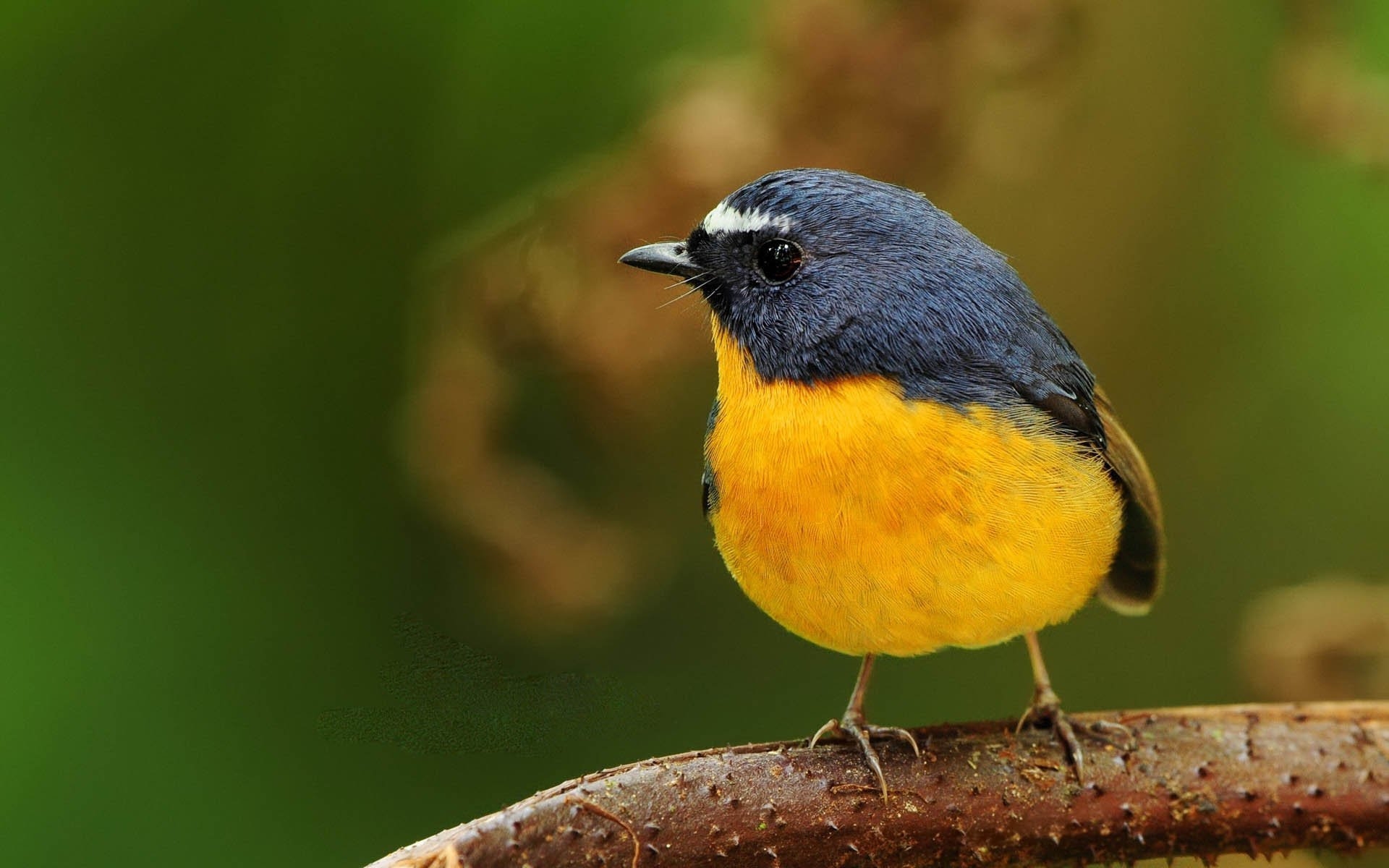 маленькая птичка с желтым брюшком