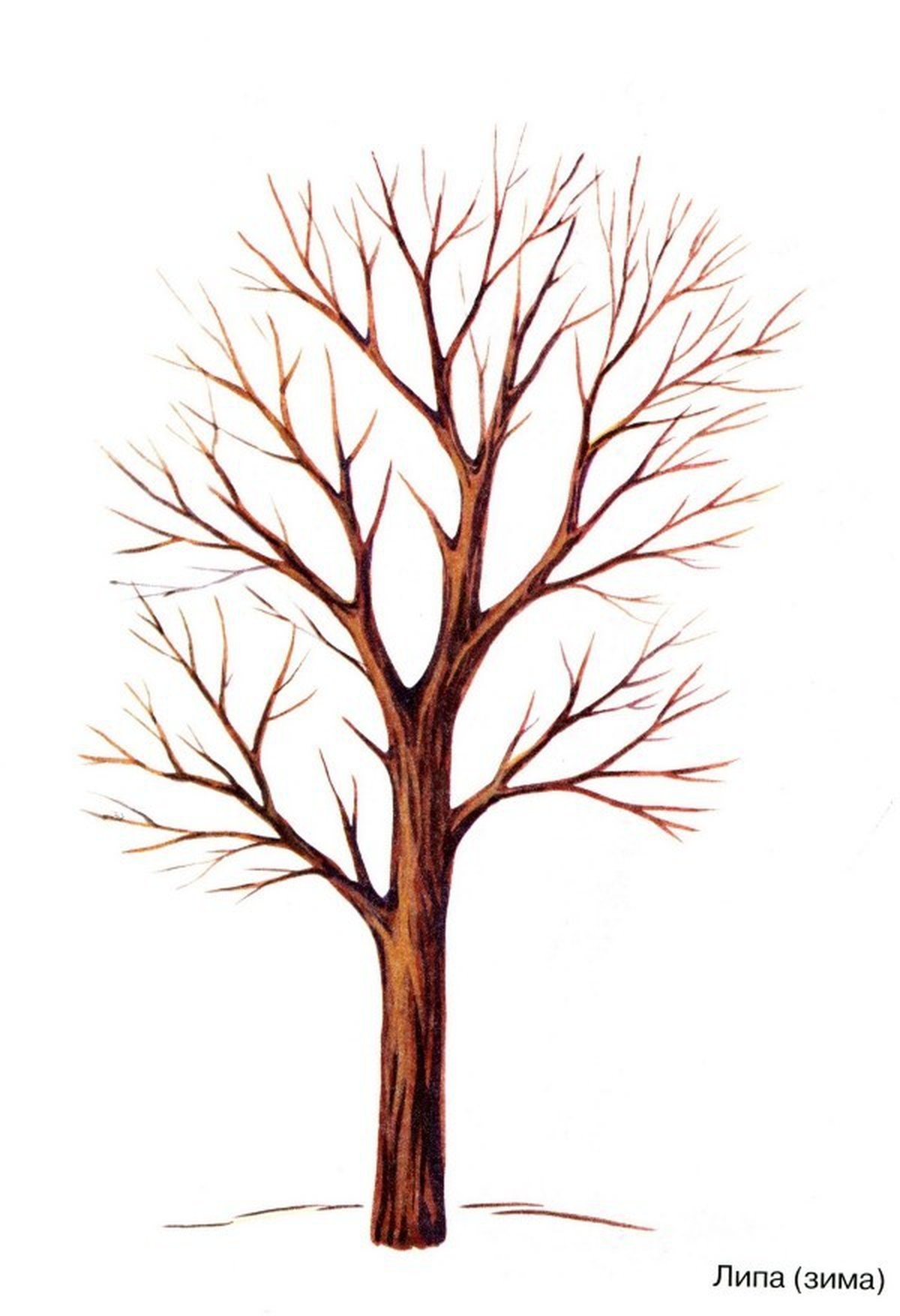 Раскраска дерево без листьев Распечатать бесплатно