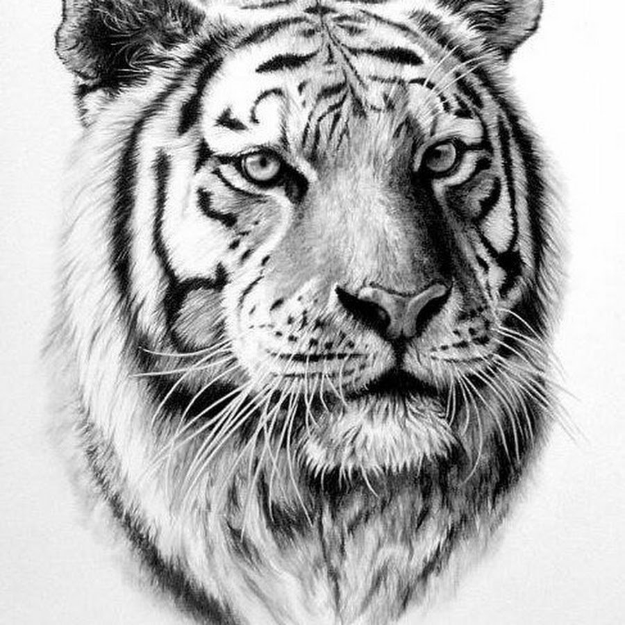 Черно белый рисунок тигр - 62 фото