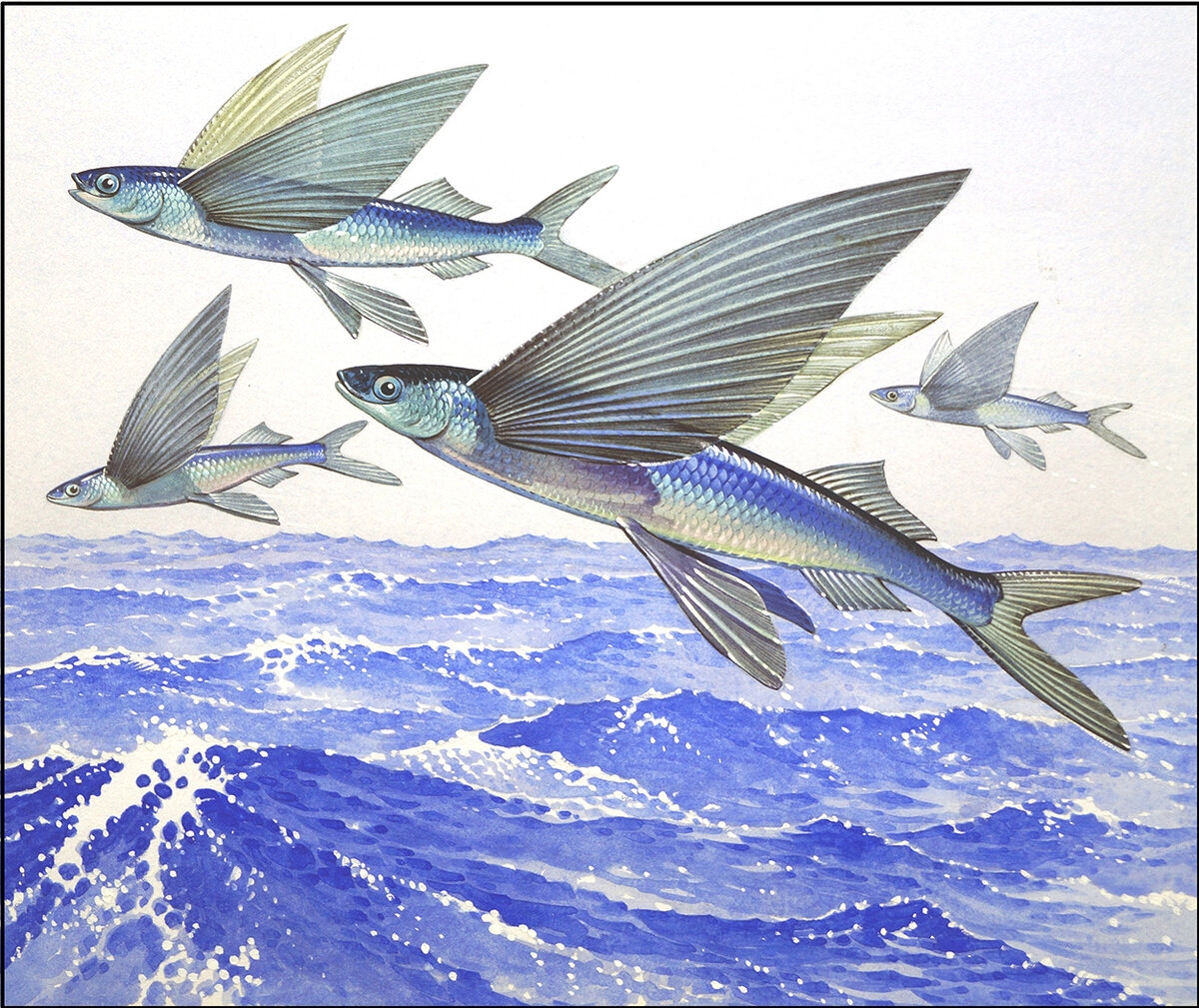 Летучая рыба рисунок - 66 фото