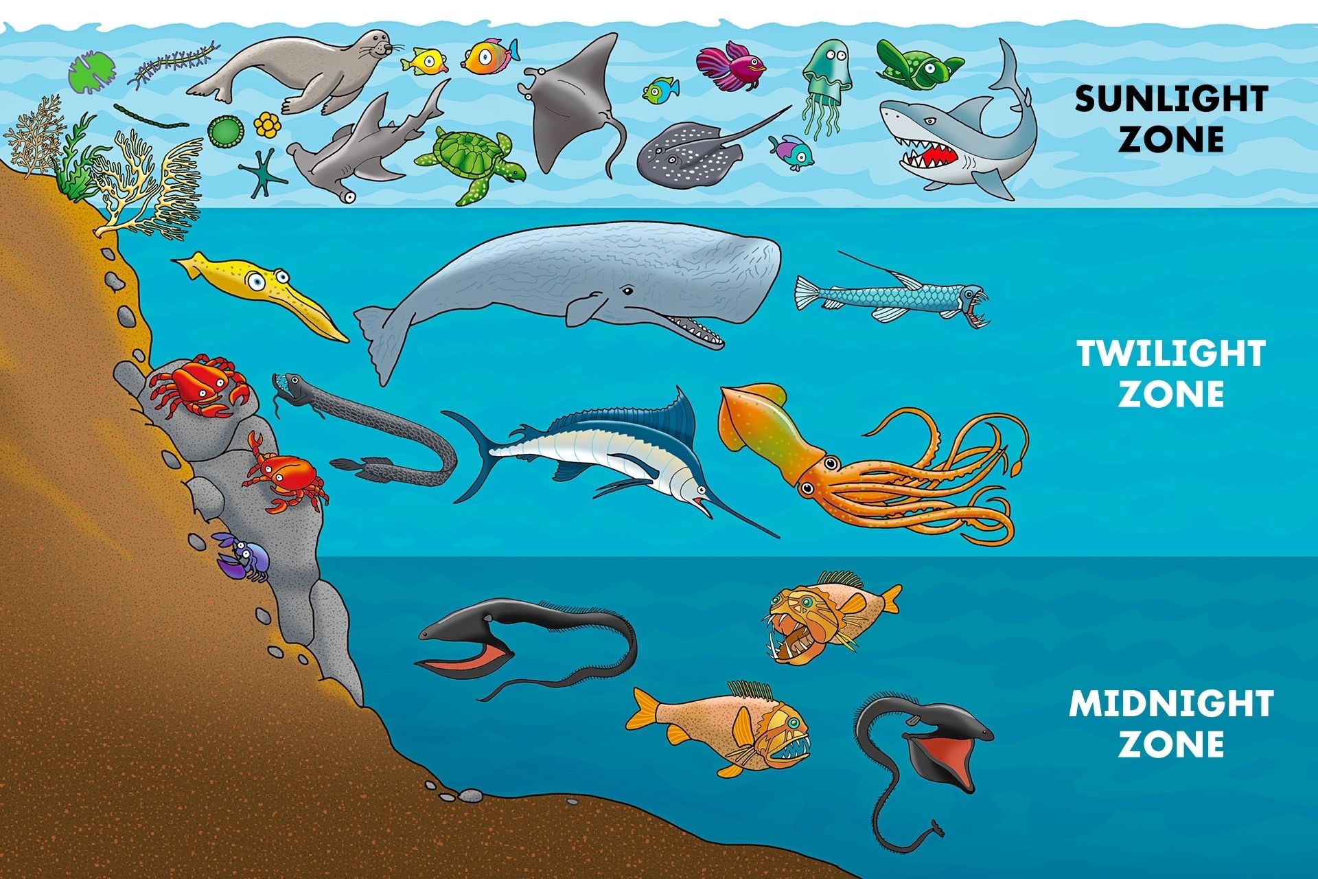 Тихий океан рисунки. Обитатели Сумеречной зоны океана. Ocean Zones. Животные Сумеречной зоны океана. Ocean Zones for Kids.