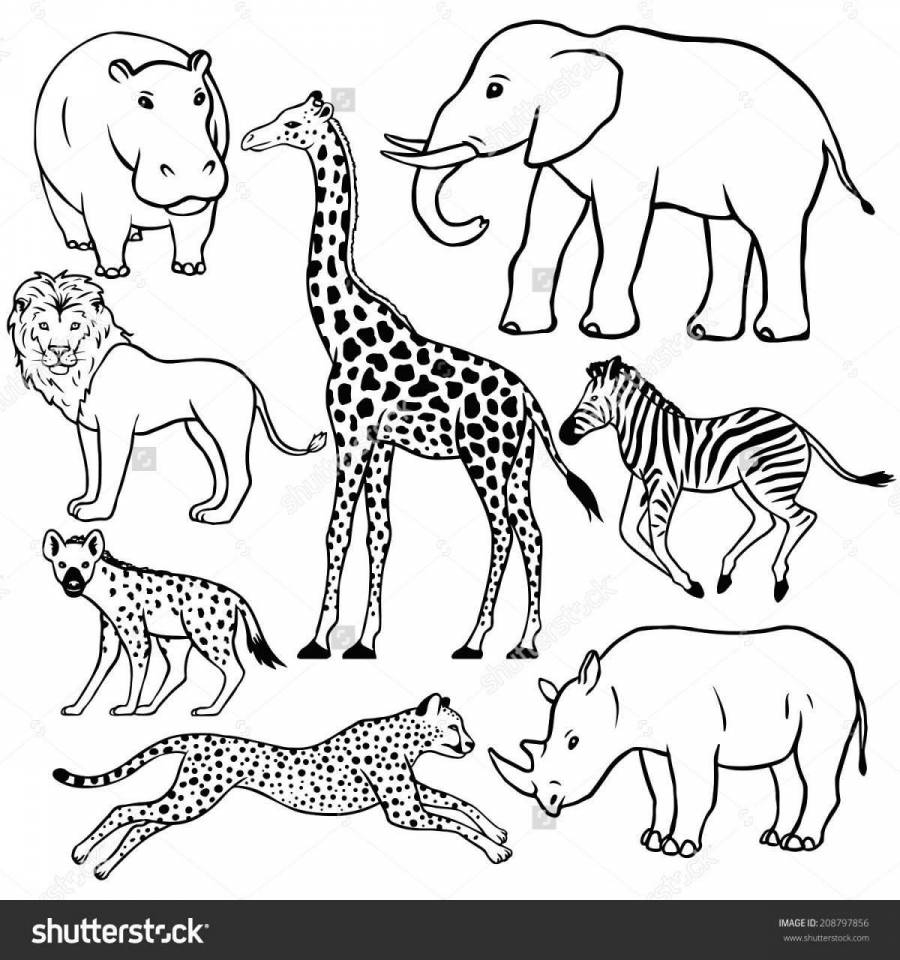 Раскраска дикие животные африки