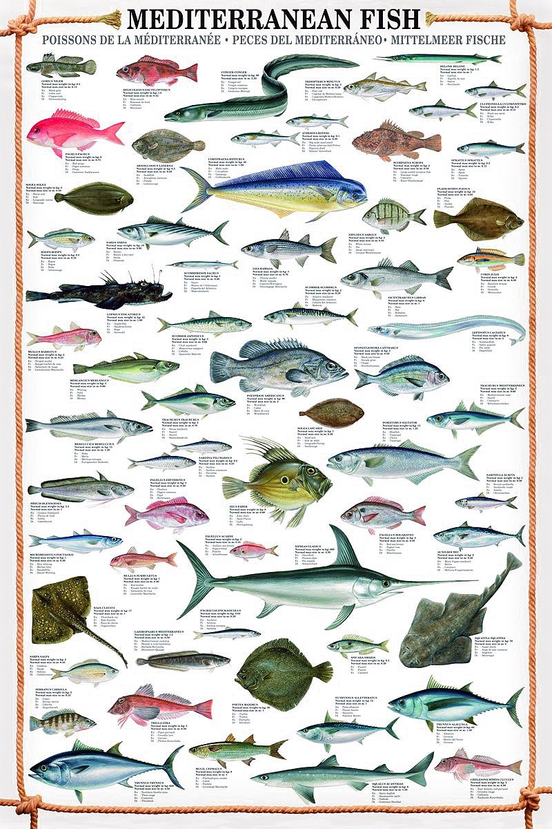 Известные промысловые рыбы России — список с подробной характеристикой