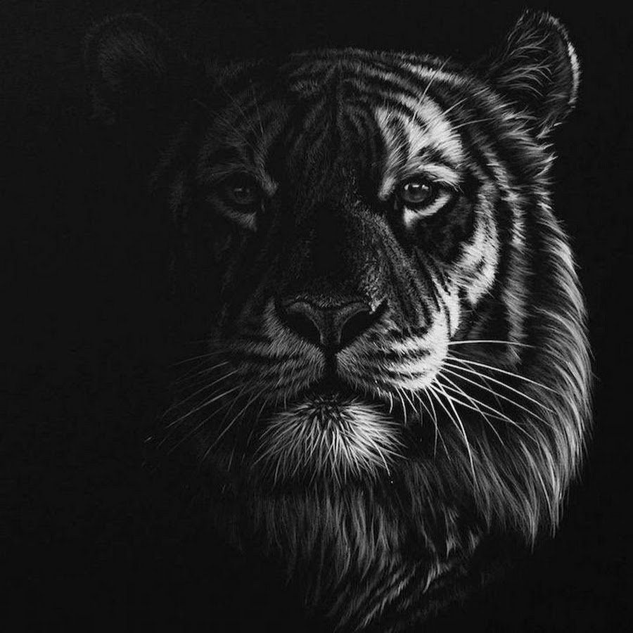 Тигр на черном фоне.