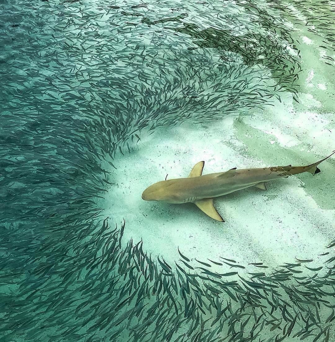 Рыба друг человека. Рифовые акулы на Мальдивах. Рифовая акула. Акула среди рыб. Акула вид сверху.