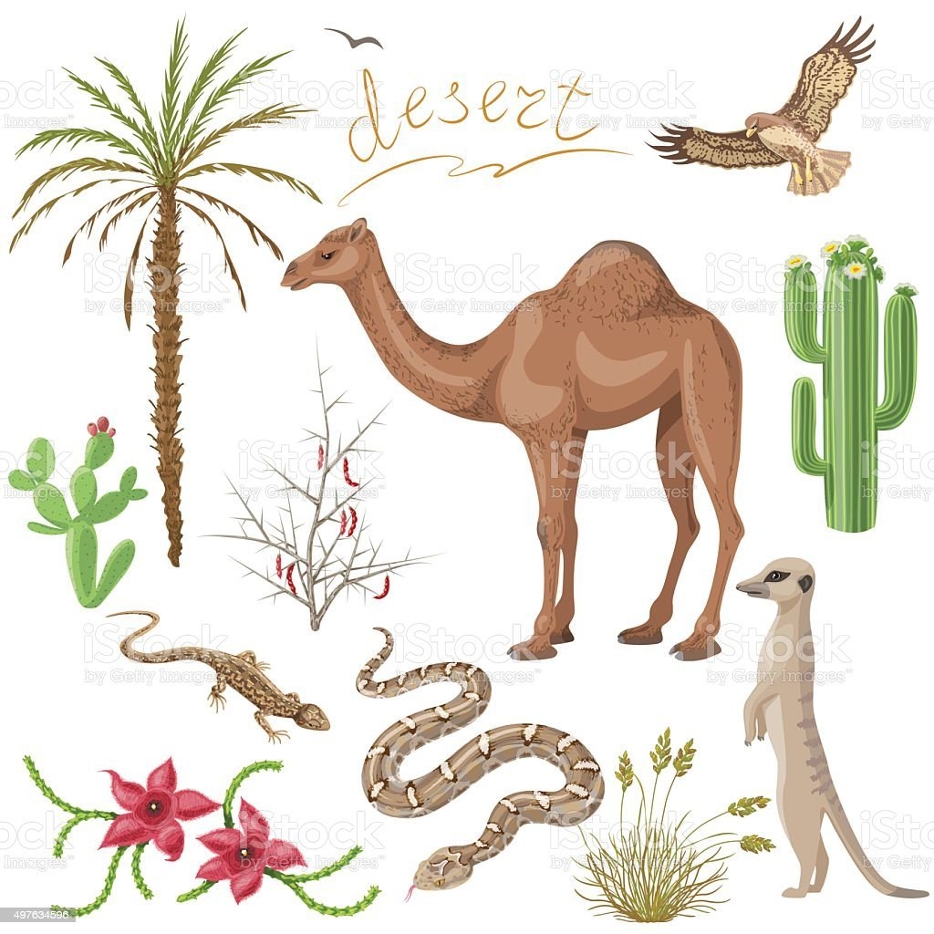 животные пустыни рисунок