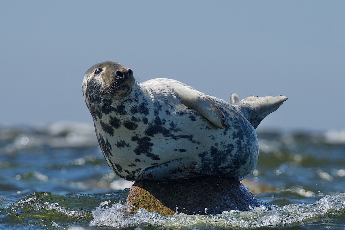Тюлени балтийского моря - 59 фото