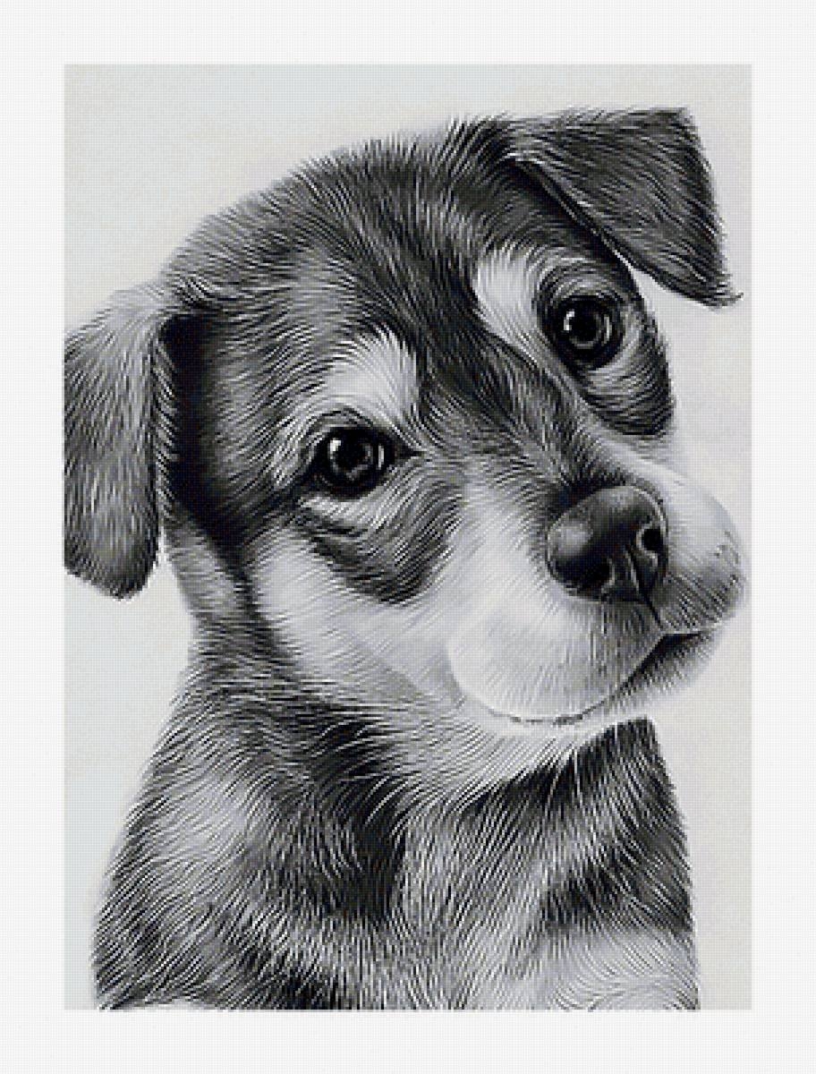 Породы собак рисунки