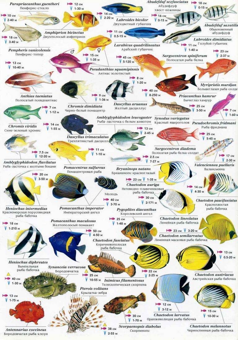 Рыбы красного моря фото с названиями хургада