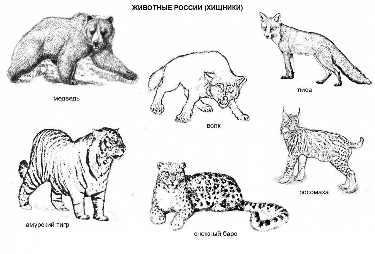 Рисунки российских животных (47 фото) » рисунки для срисовки на manikyrsha.ru