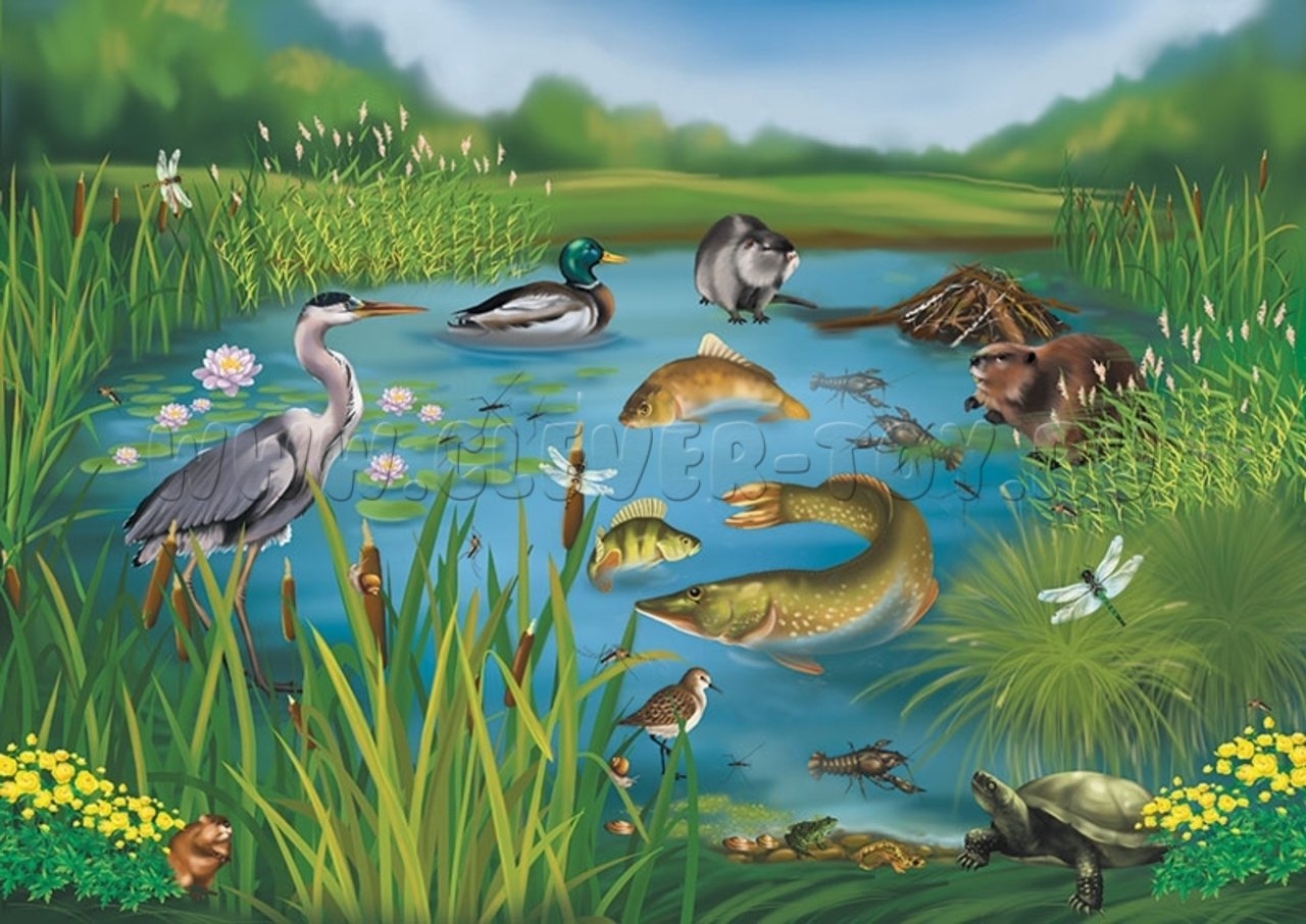 Организмы живущие в озере. Обитатели прудов и водоемов. Обитатели водоемов для детей. Пресноводные обитатели водоемов для детей. Водоемы для дошкольников.
