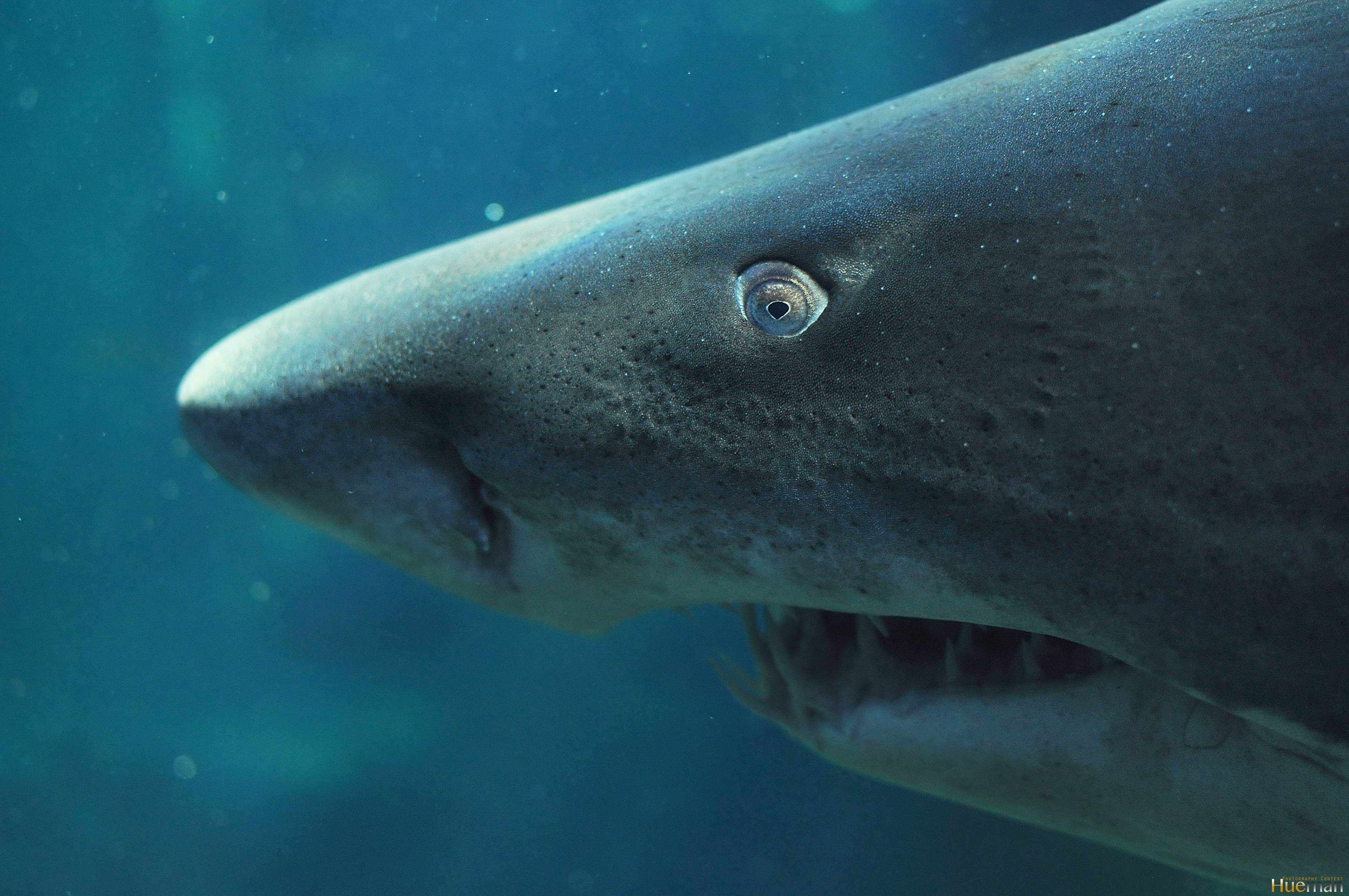 Акула олень. Гренландская акула челюсти. Полярная акула. Гренландская Полярная акула 512 лет. Полярная акула Баренцево море.