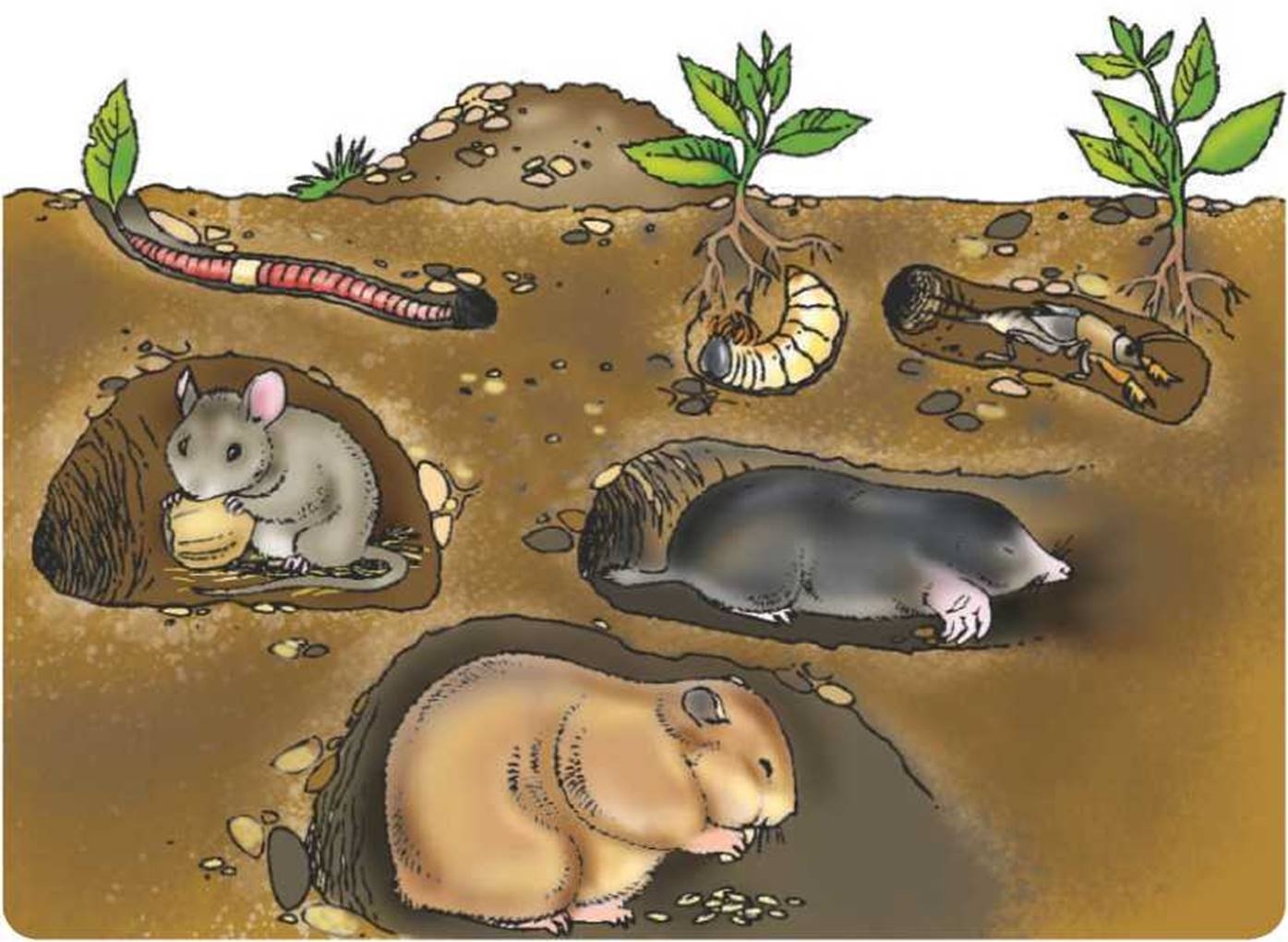 3 группа обитателей почвы составляет животные. Обитатели почвы. Почвенные животные. Подземные обитатели. Подземные обитатели почвы для детей.