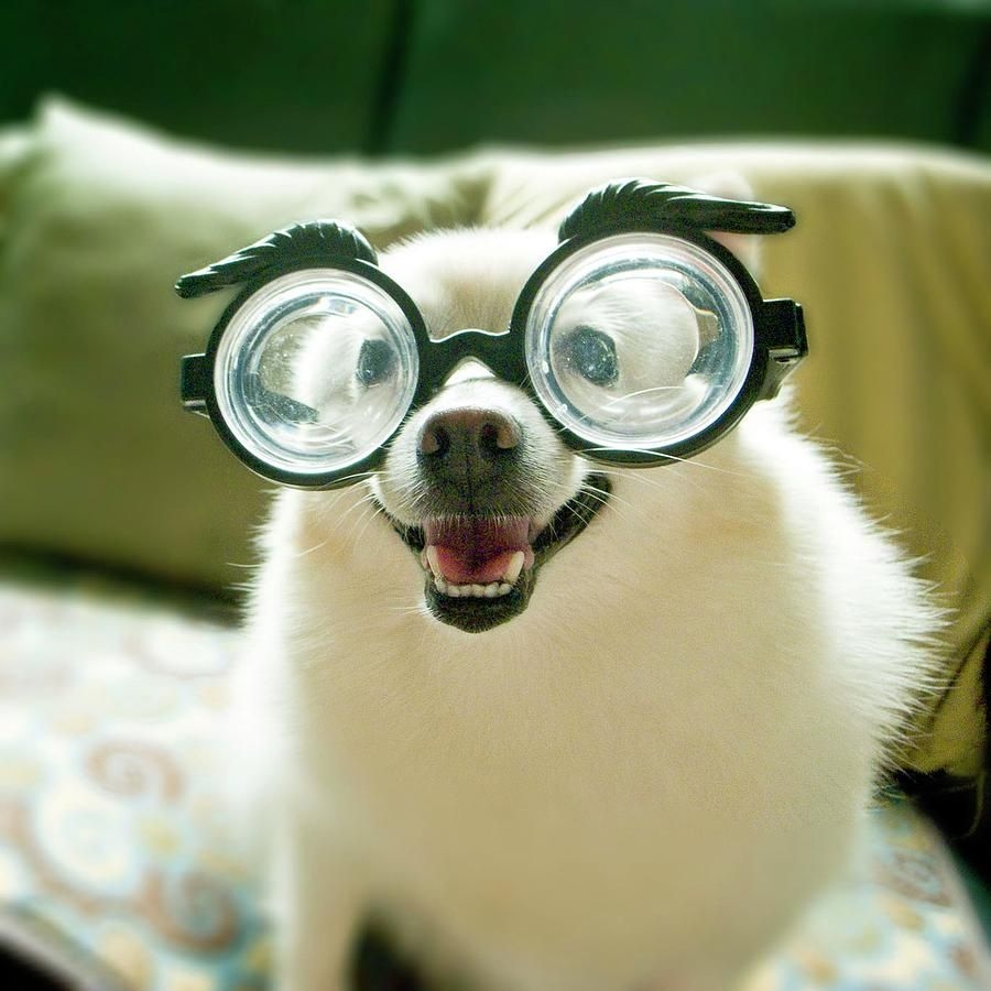 Смешные картинки очков. Смешной в очках. Животное в очках. Звери в очках. Смешные животные в очках.