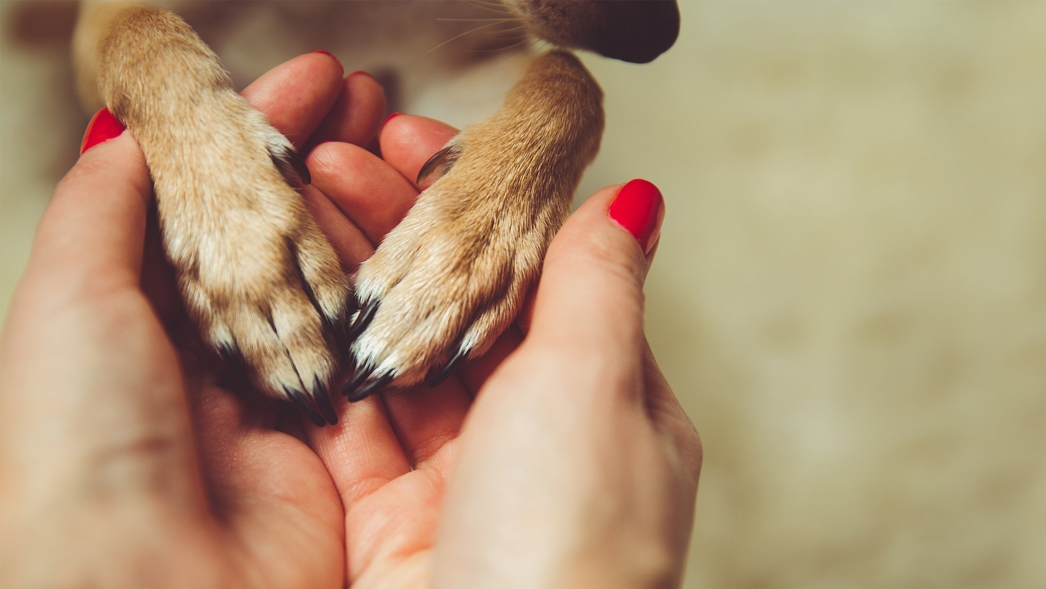 Возьми в лапки. Международный день защиты животных. Рука и лапа. Рука и лапа собаки. Собачья лапа и рука человека.
