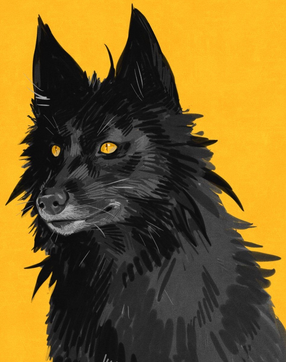 Черный волк с желтыми глазами - 78 фото