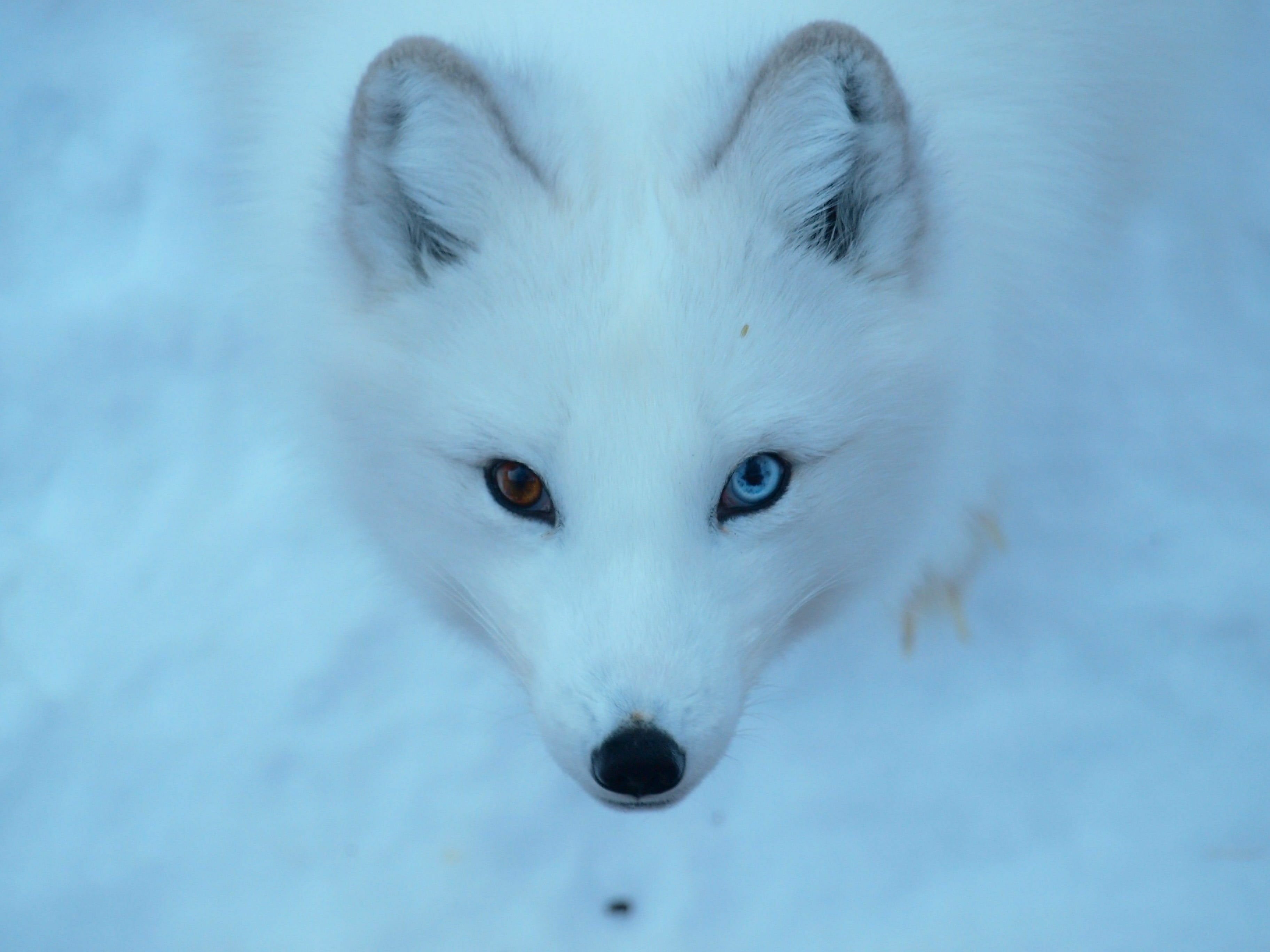 Песец (фото): Белая лисица, забравшаяся за полярный круг