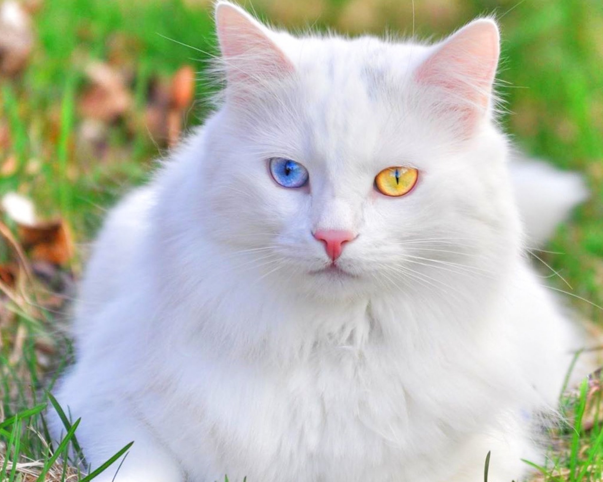 Белая кошка с разными глазами порода - 79 фото