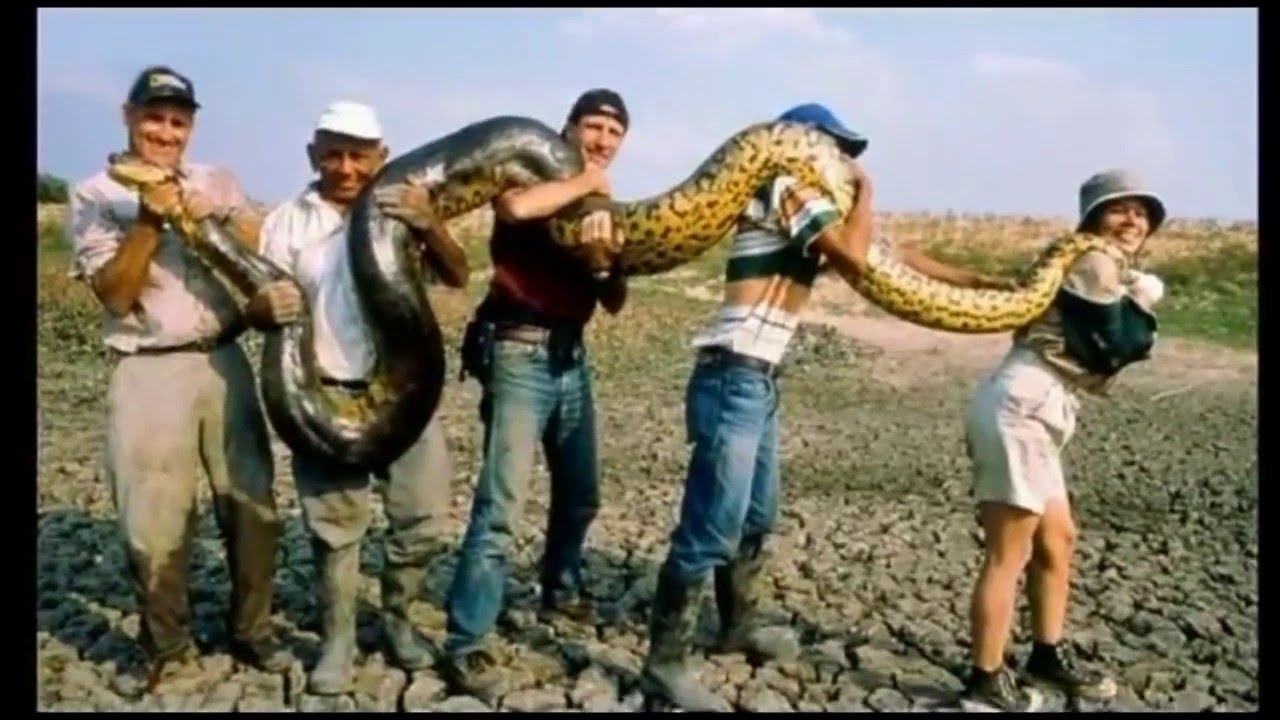 Самая большая змея в мире картинки - 32 фото