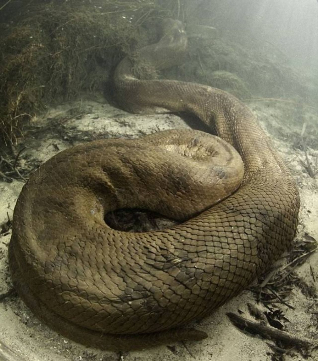 Самых крупных змей в мире