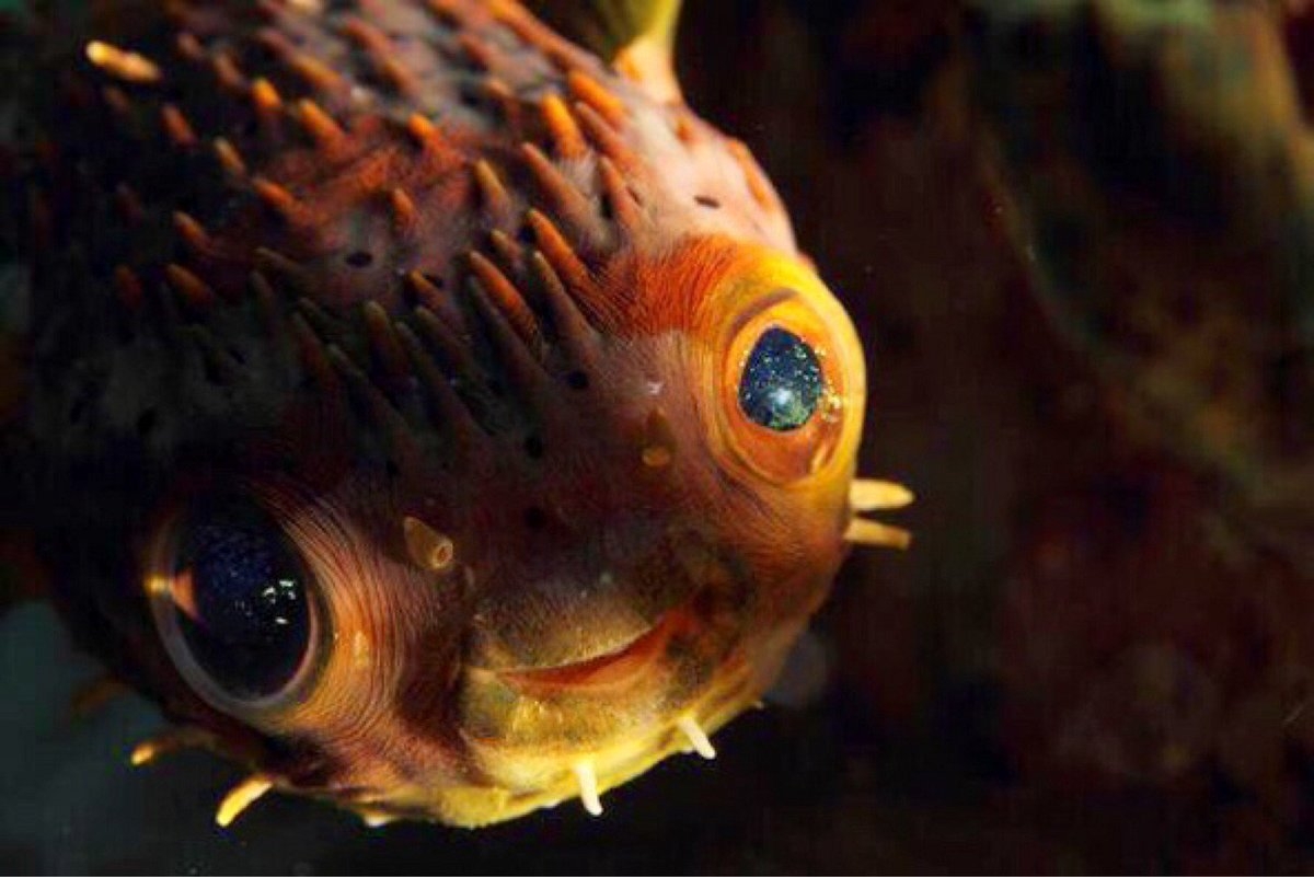 Самая глупая рыба. Смешные рыбы. Милые рыбки. Рыбка с выпуклыми глазами. Страшные аквариумные рыбы.