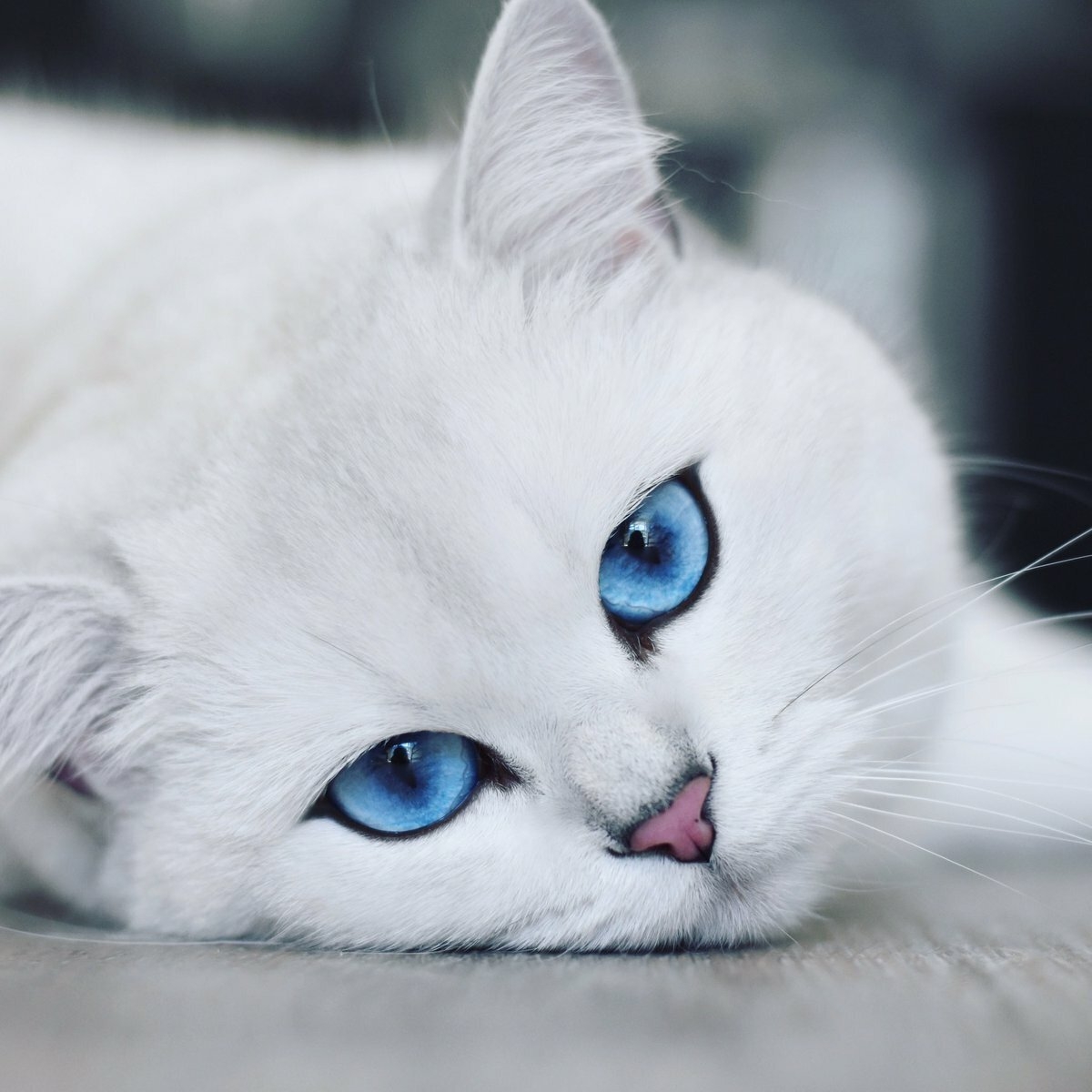 Порода кошек с красивыми глазами - 79 фото
