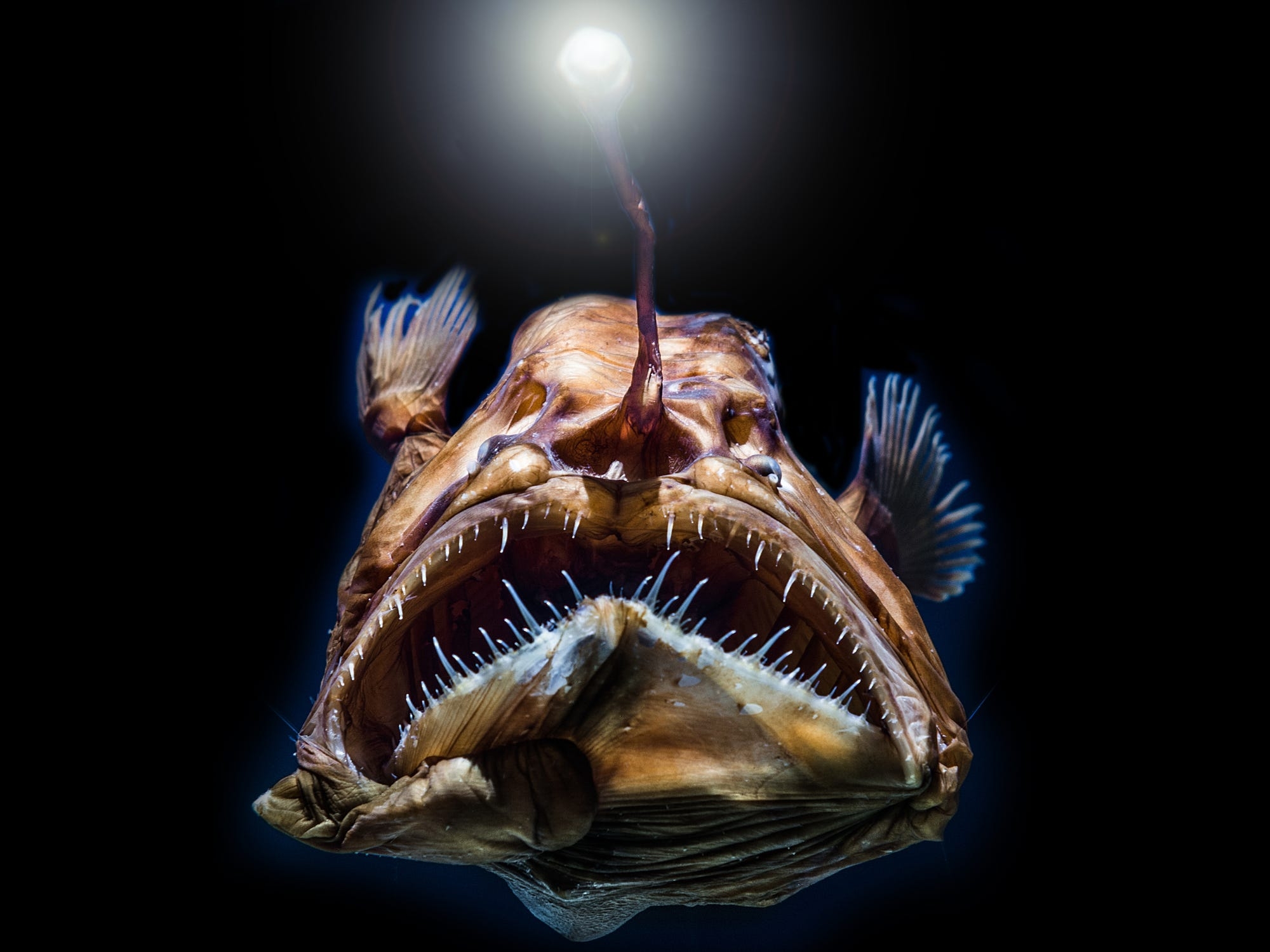 Animal deep. Глубоководная рыба удильщик. Европейский удильщик морской чёрт. Удильщики глубоководные рыбы самцы. Рыба удильщик рыба удильщик.