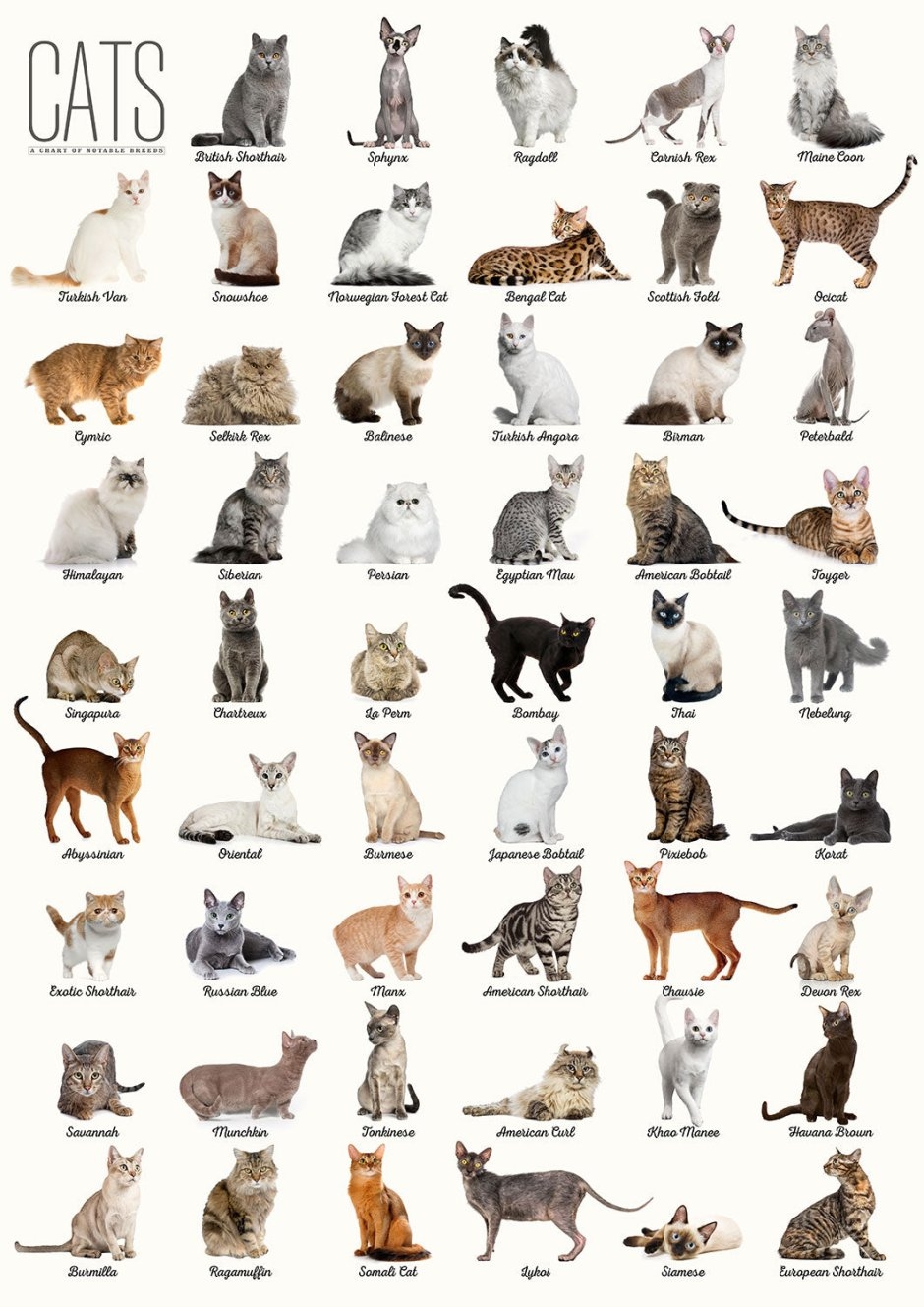 Породы кошек и виды котов
