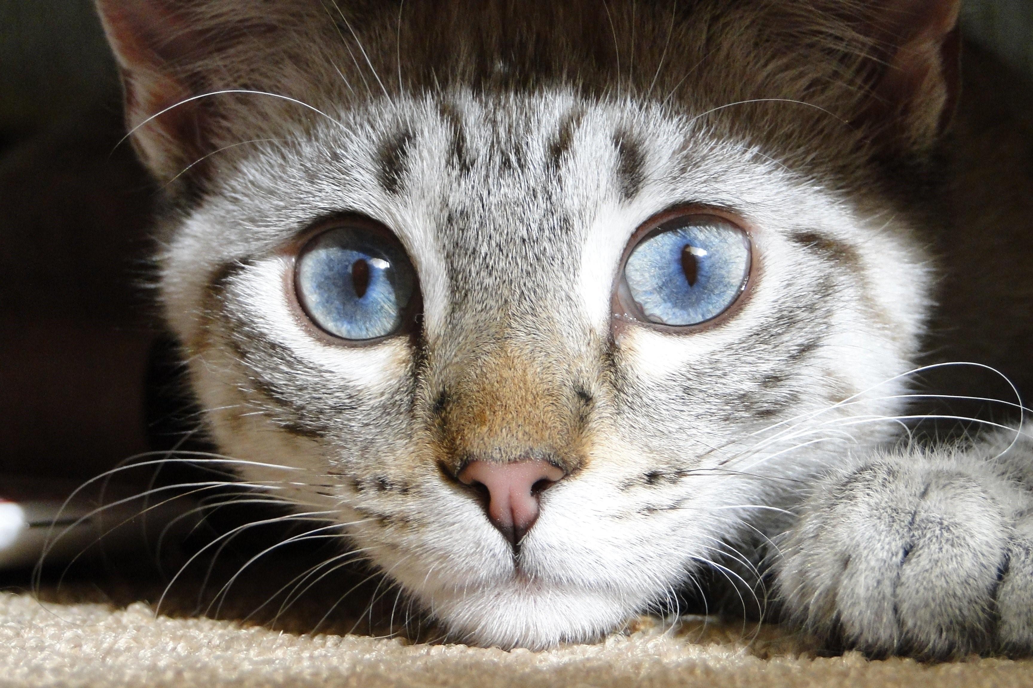 Глазки шире. Глаза кошки. Кошачья морда. Зрачок кошки. Красивые коты.