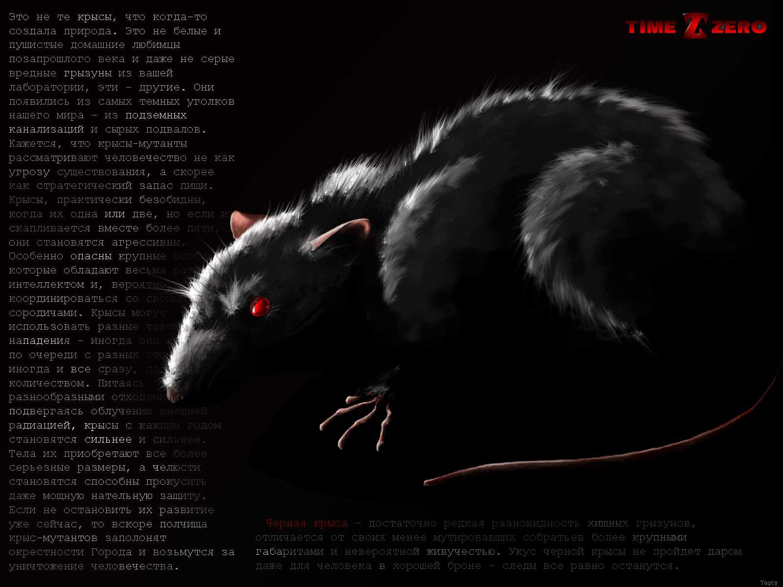 Крысы в темноте. Черная крыса с красными глазами. Черная крыса.