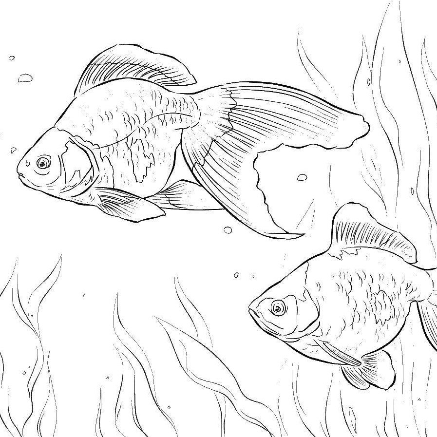 Раскраска - Аквариумные рыбки