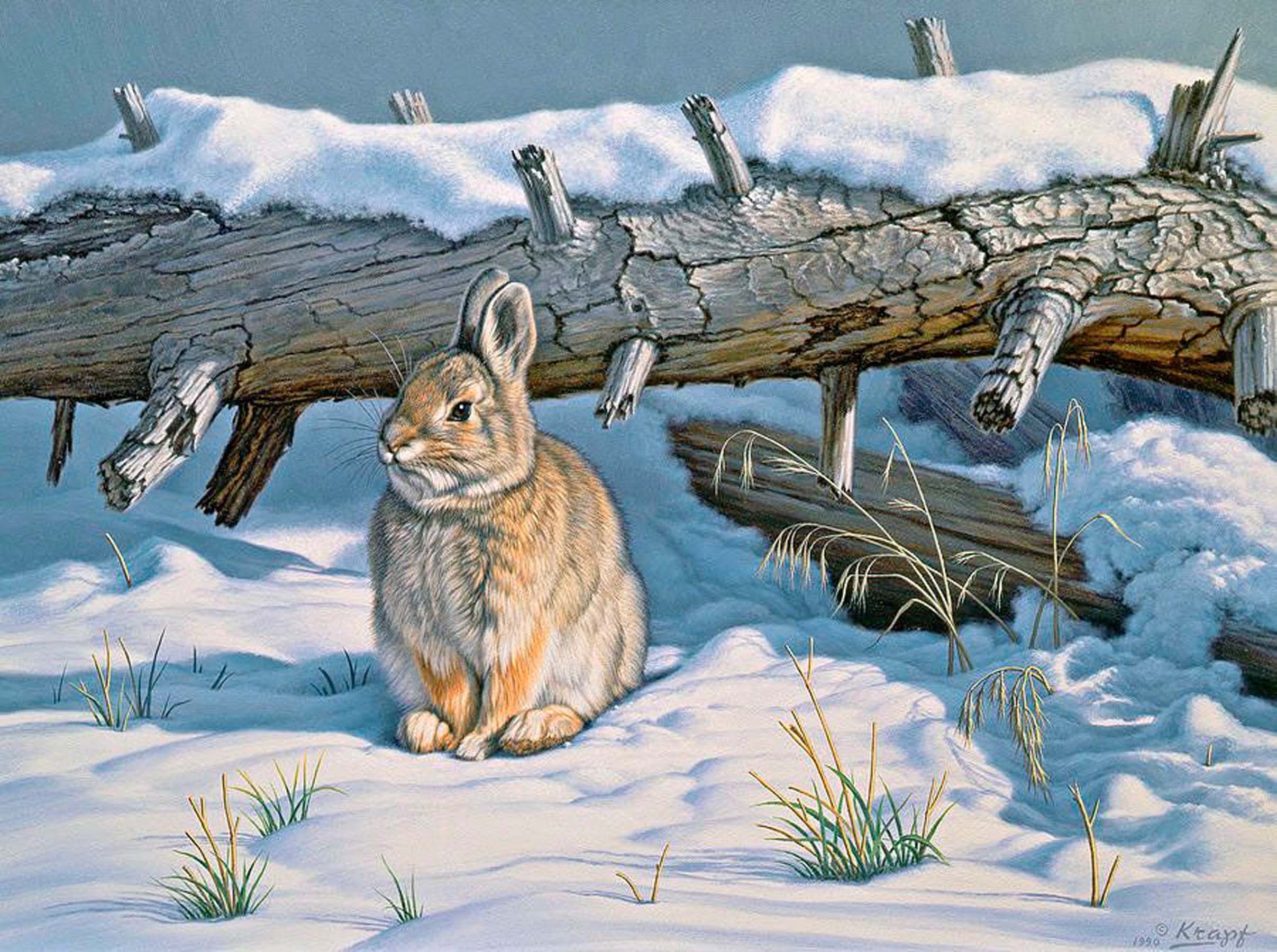Берлога зайца. Пауль Крапф заяц. Заяц Беляк в лесу рисунок. Заяц художники анималисты. Художник - анималист Paul Krapf.