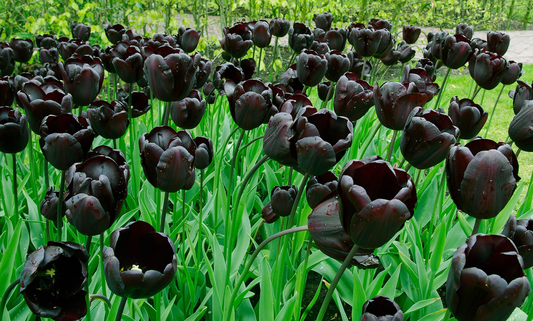 Черные тюльпаны в природе - 66 фото