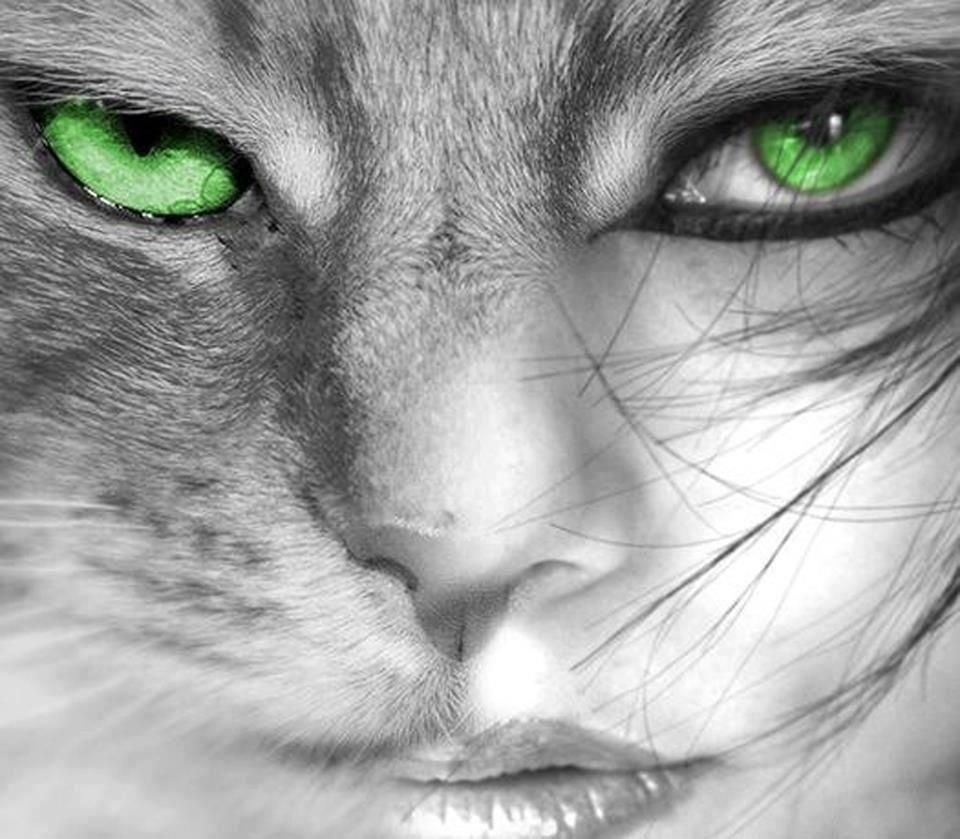 Зеленые глаза арт