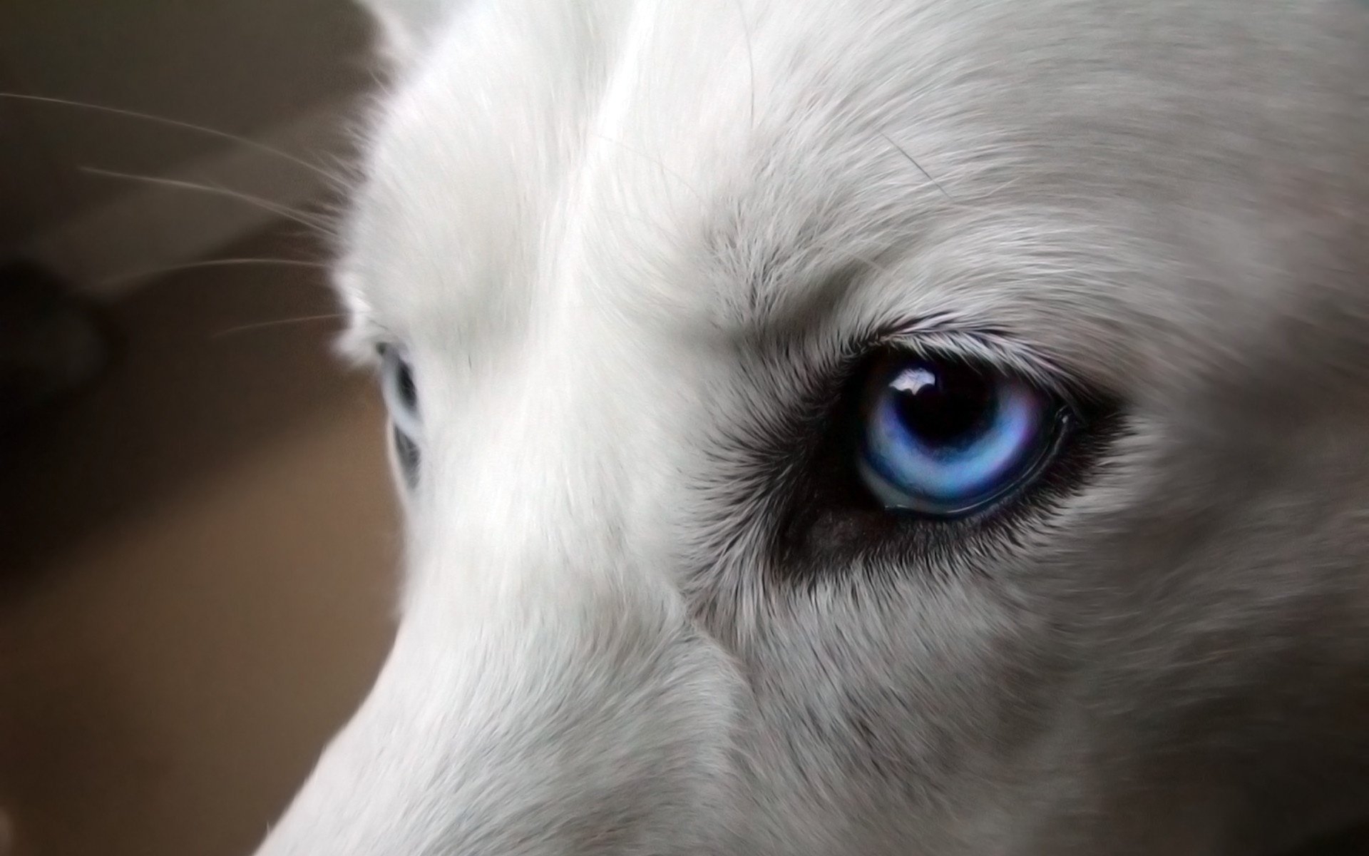 Серая собака с голубыми глазами - 81 фото