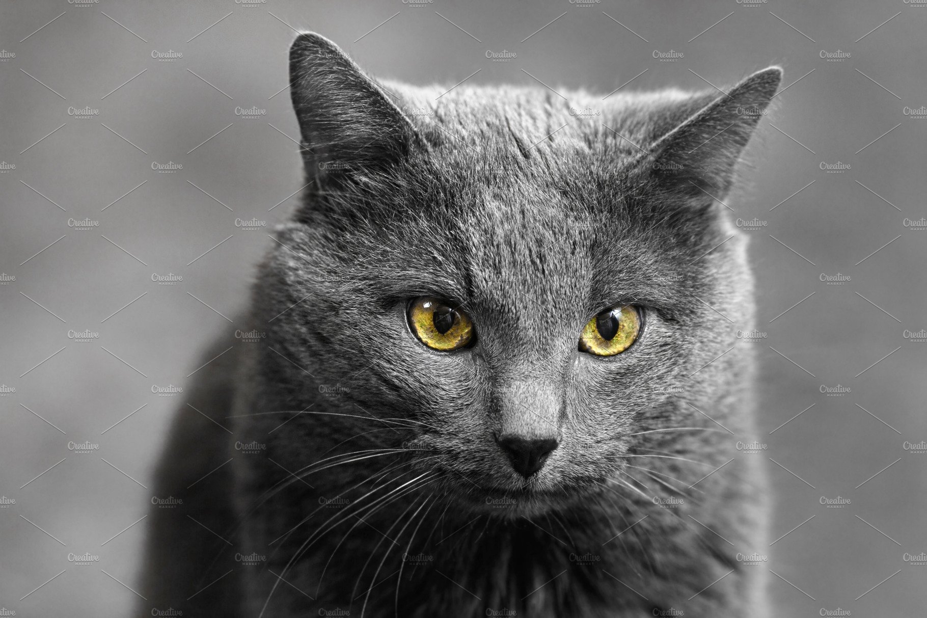 Темно серый кот с желтыми глазами - 70 фото