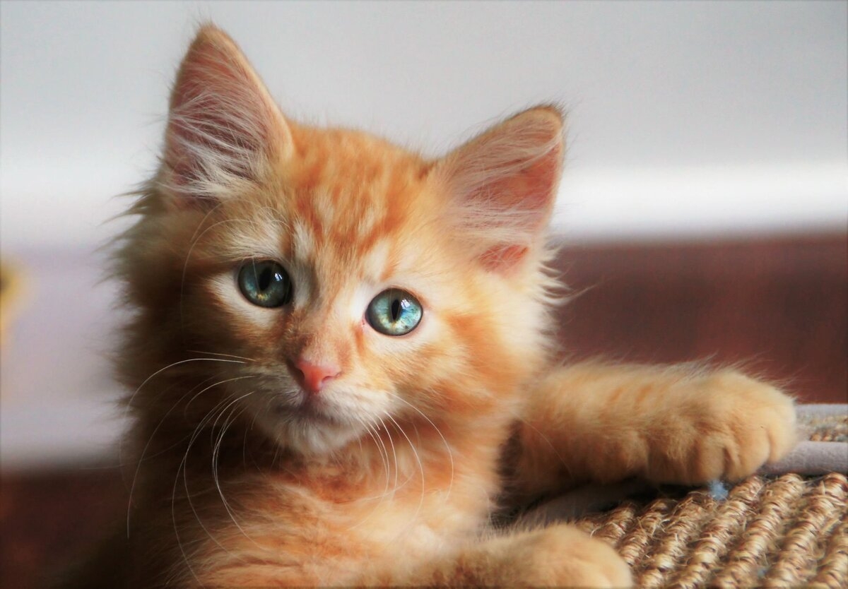 Вислоухий рыжий котенок с голубыми глазами - 69 фото