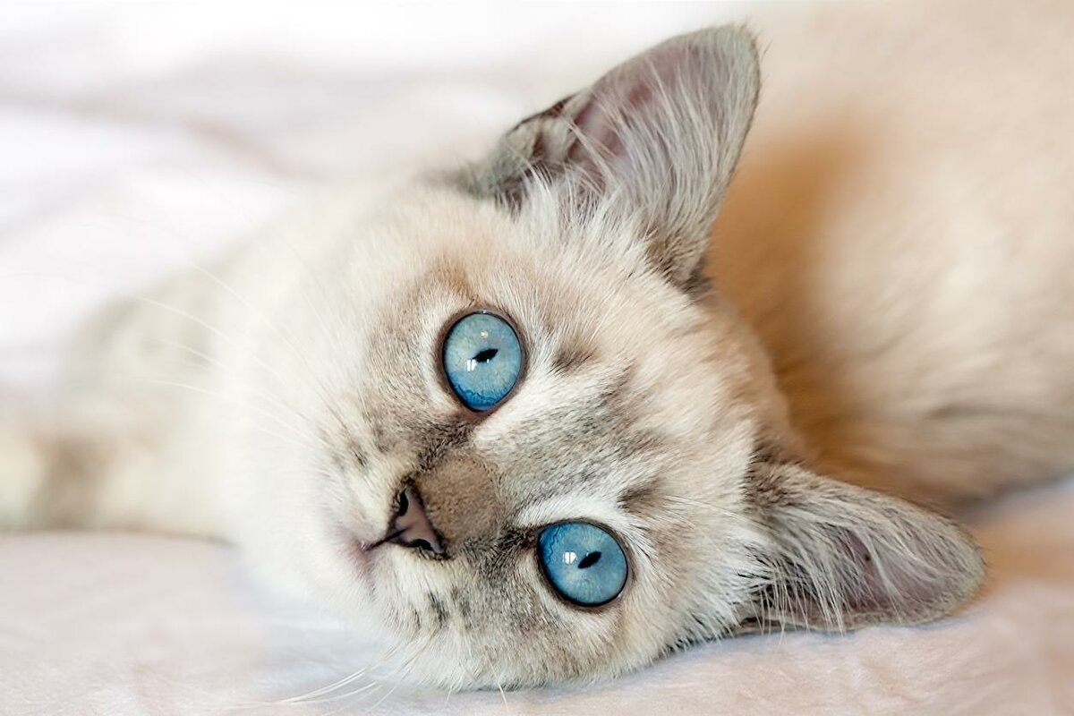 бежевая кошка с голубыми глазами