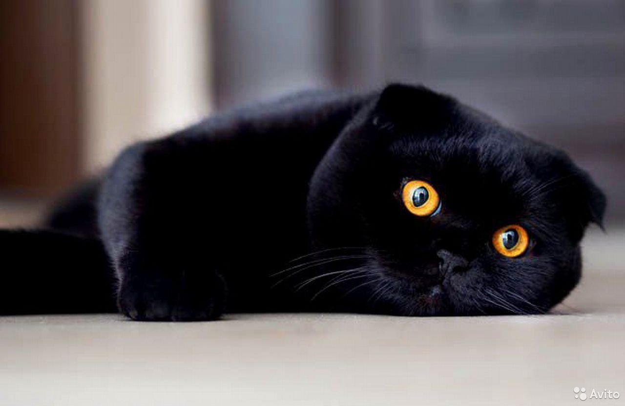 Британская вислоухая кошка черная