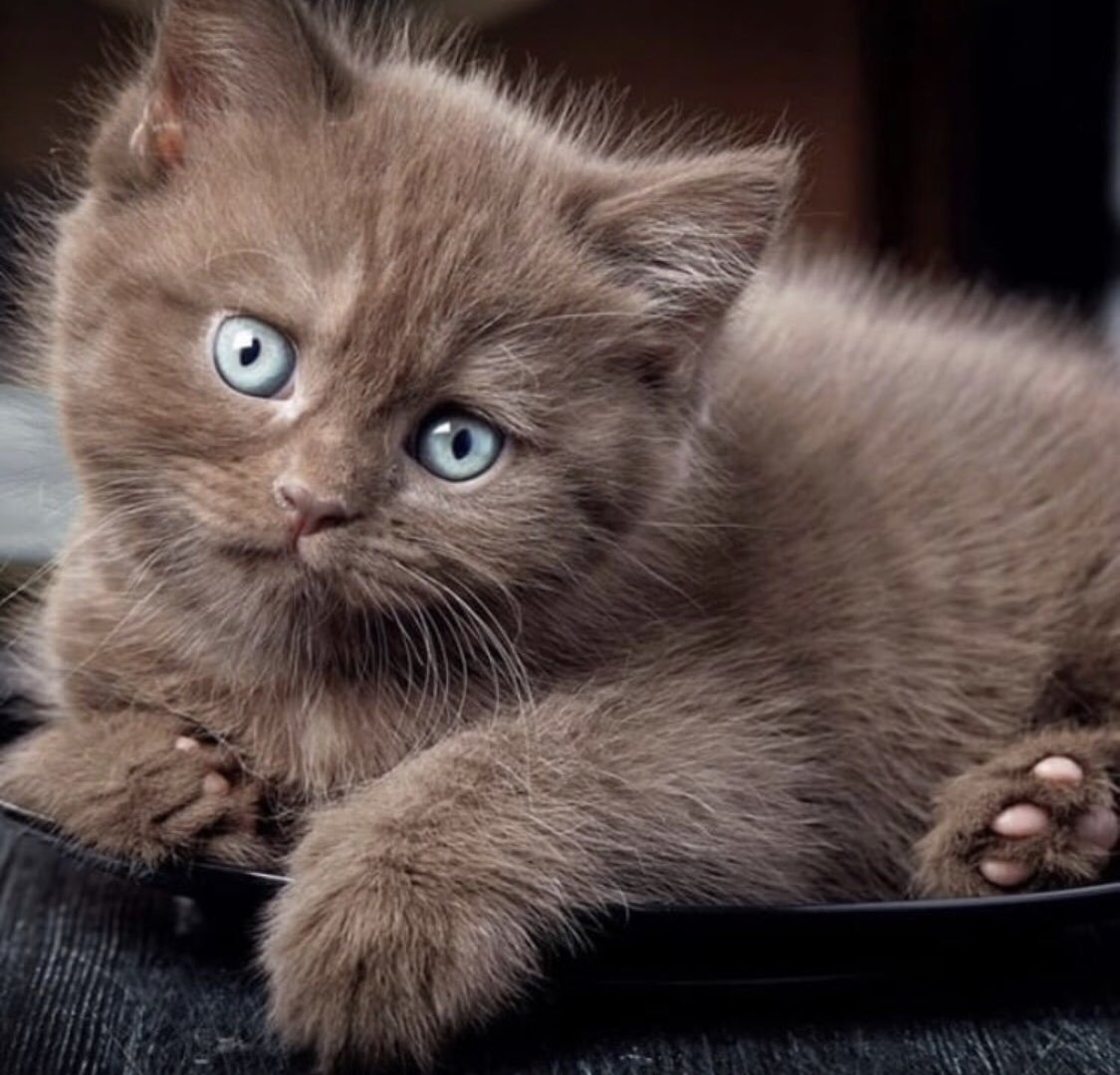 Шоколадная кошка с голубыми глазами - 73 фото