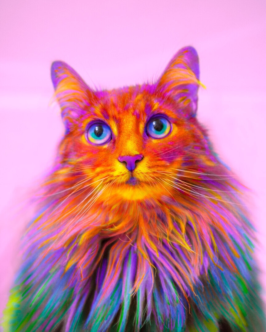 Порода кошек с разноцветными глазами - 77 фото