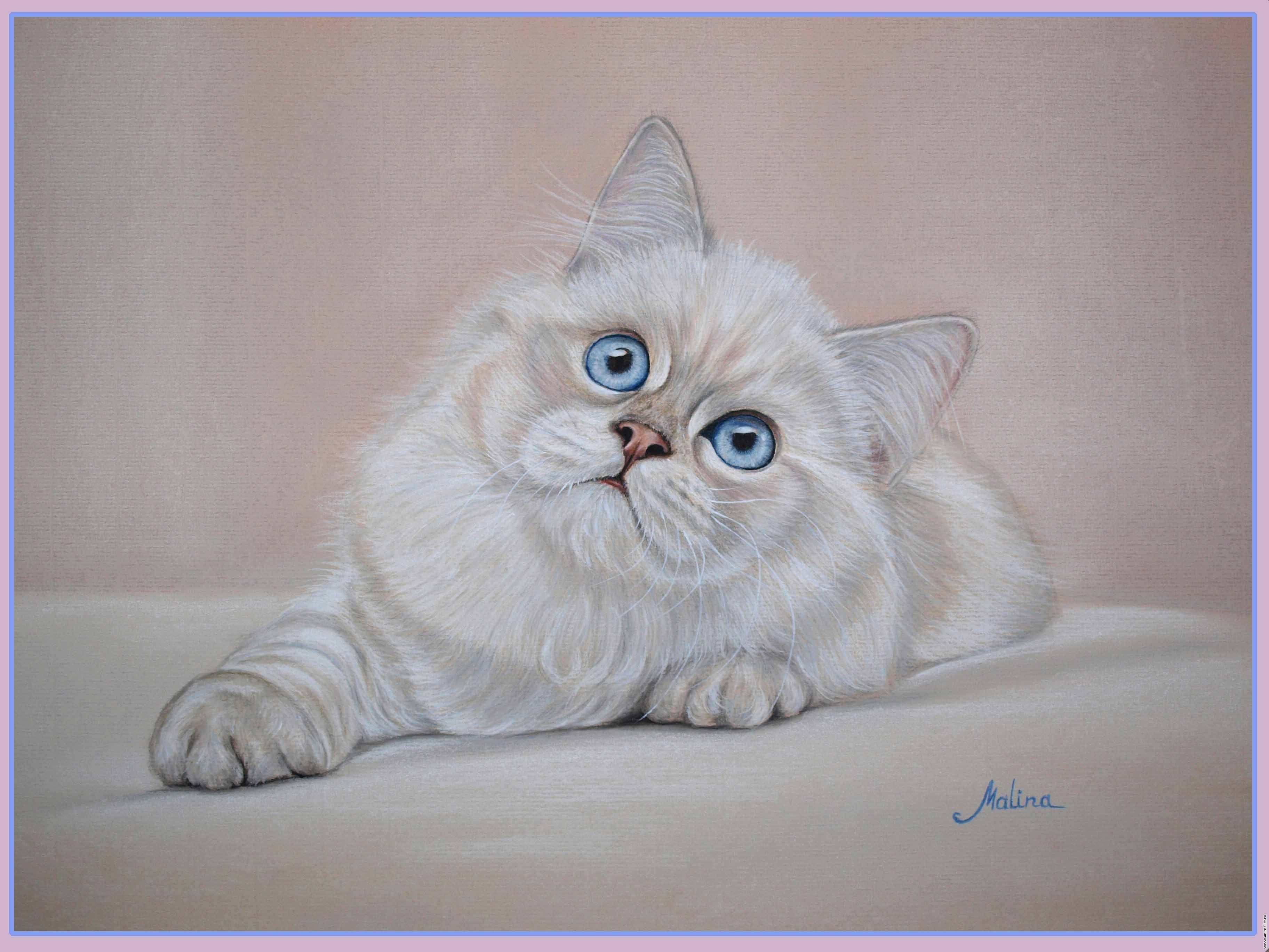 Белая персидская кошка с голубыми глазами - 76 фото