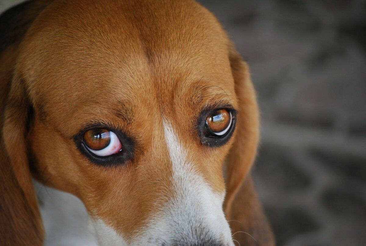Порода собак с грустными глазами - 78 фото